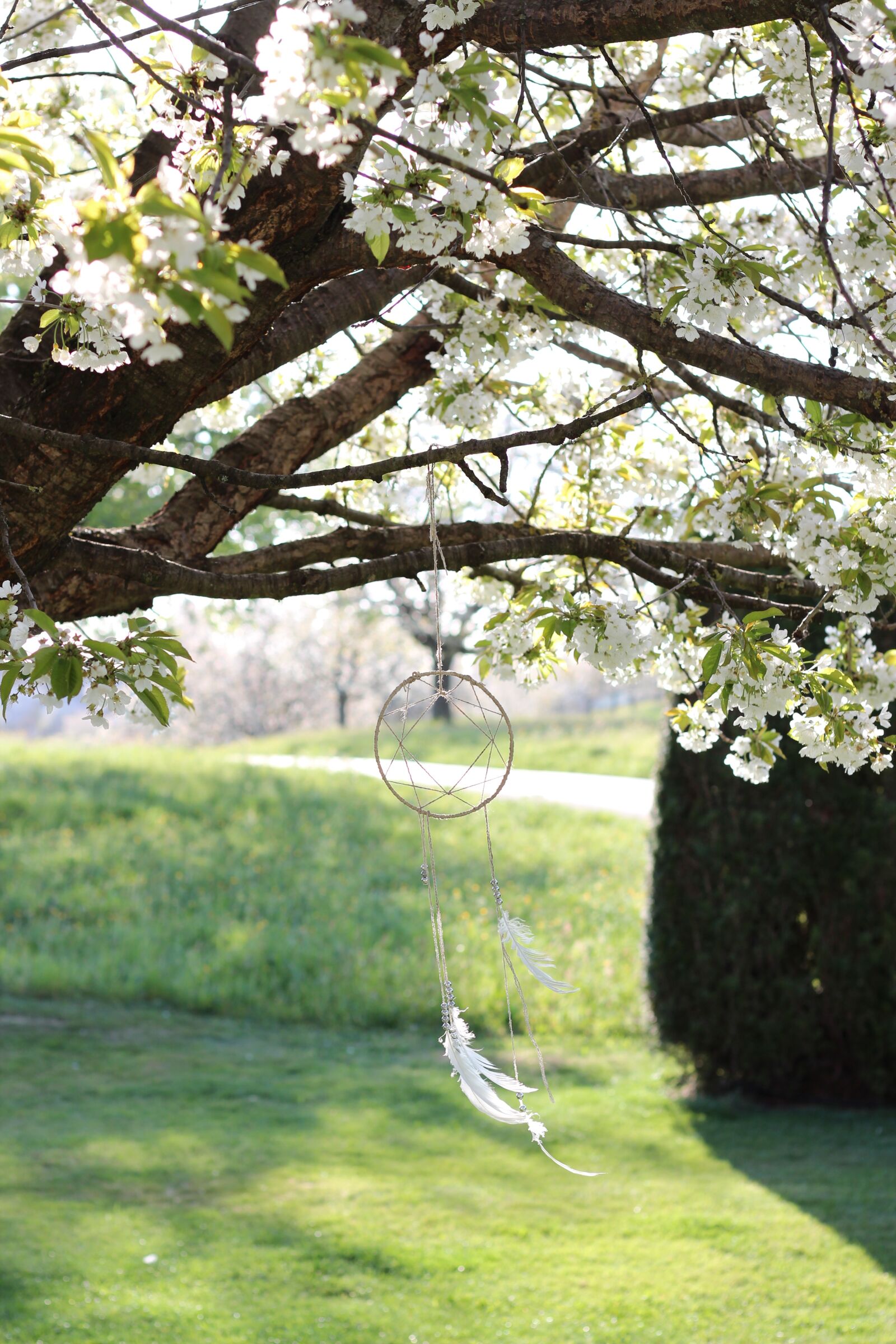 Canon EOS 600D (Rebel EOS T3i / EOS Kiss X5) + Canon EF 50mm F1.8 STM sample photo. Blossom, bloom, cherry blossom photography