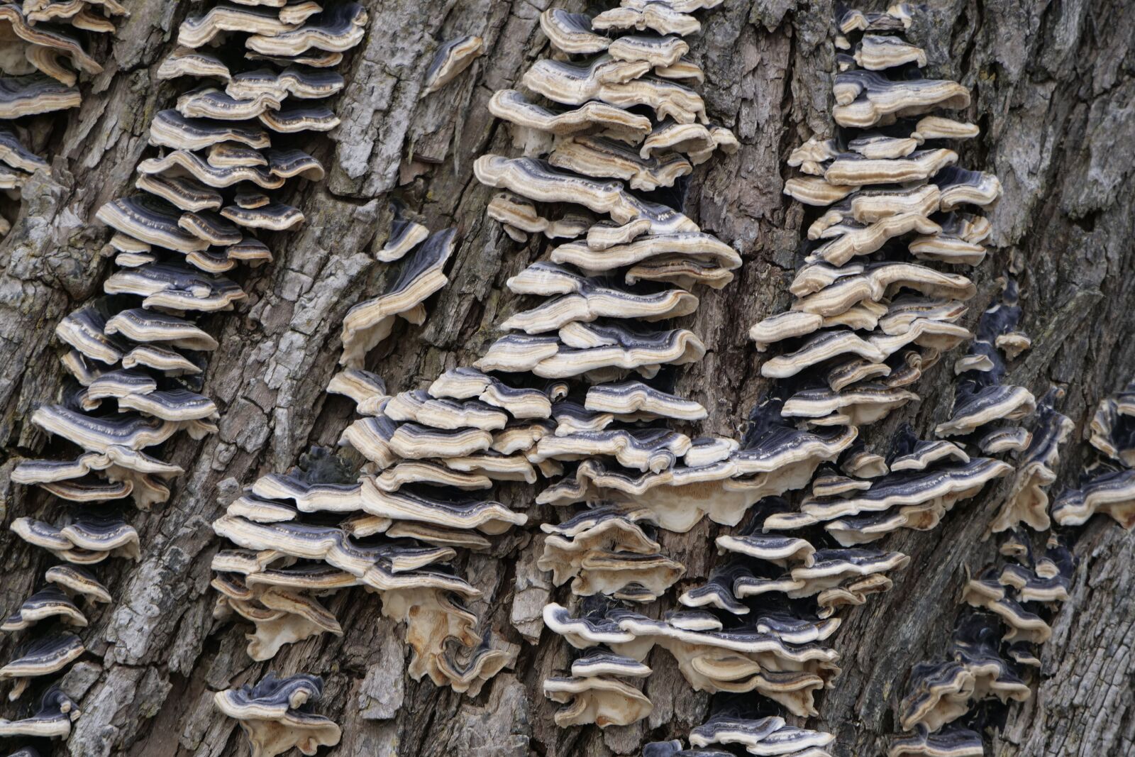 Panasonic Lumix DC-G9 sample photo. Nature, tree fungi, bark photography