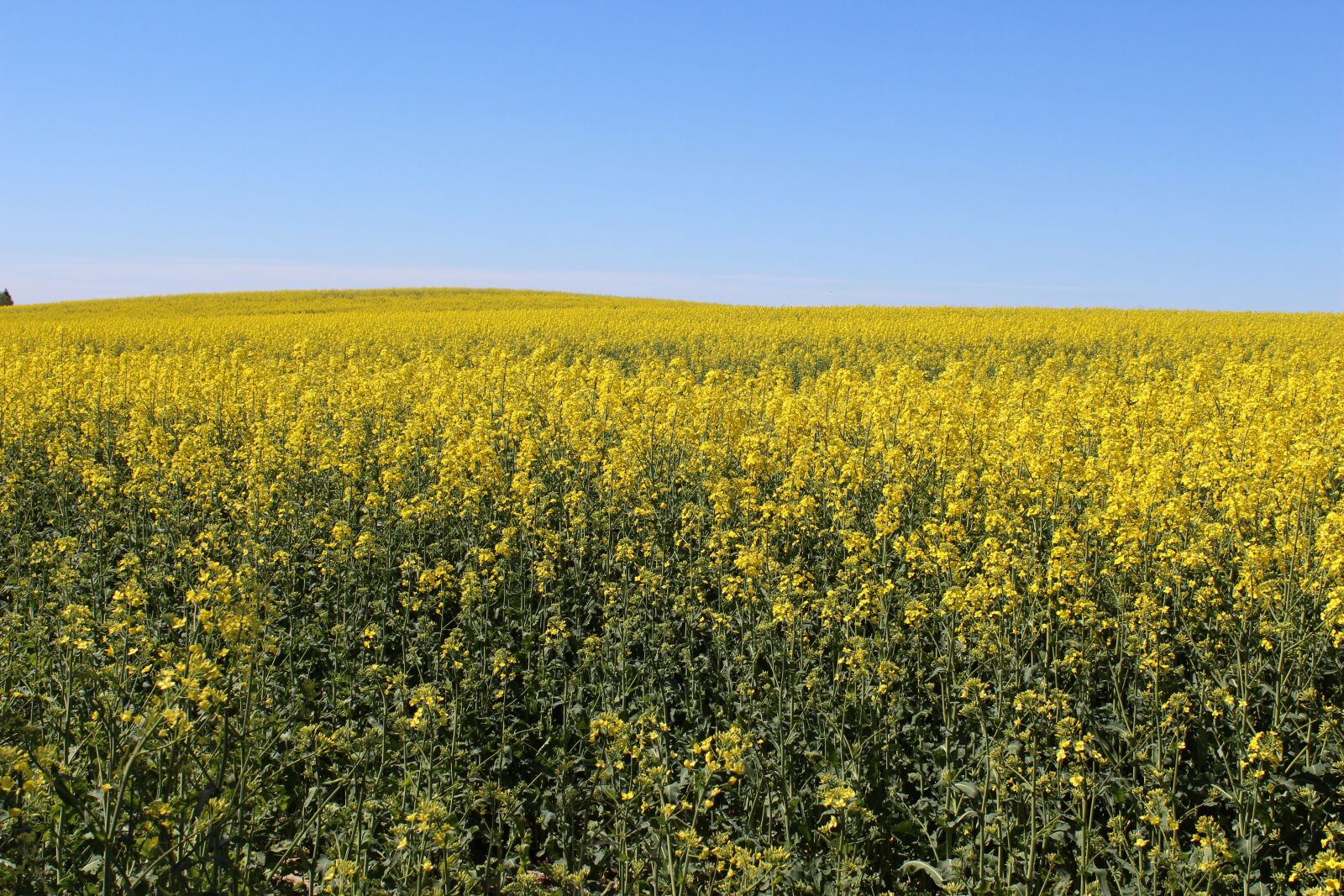 Canon EOS 650D (EOS Rebel T4i / EOS Kiss X6i) sample photo. Agrofirm, field, harvest photography