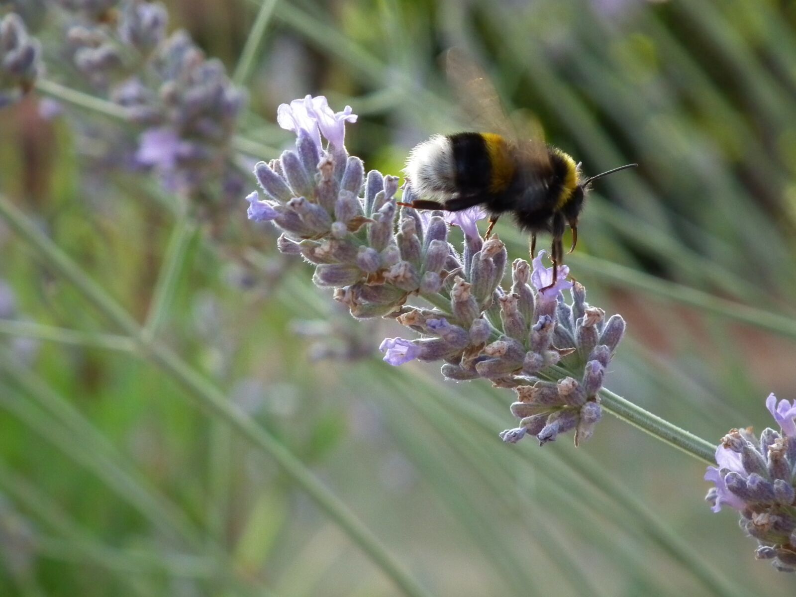 FujiFilm FinePix HS10 (FinePix HS11) sample photo. Lavender, bee, forage photography