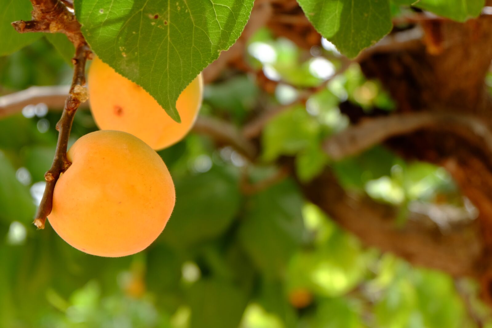 Fujifilm X-M1 sample photo. Apricot, nature, fruit photography