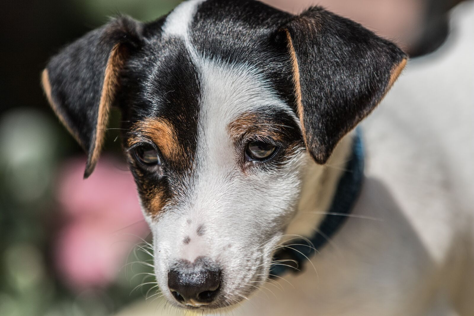 Canon EOS 7D Mark II sample photo. Dog, animal, cute photography