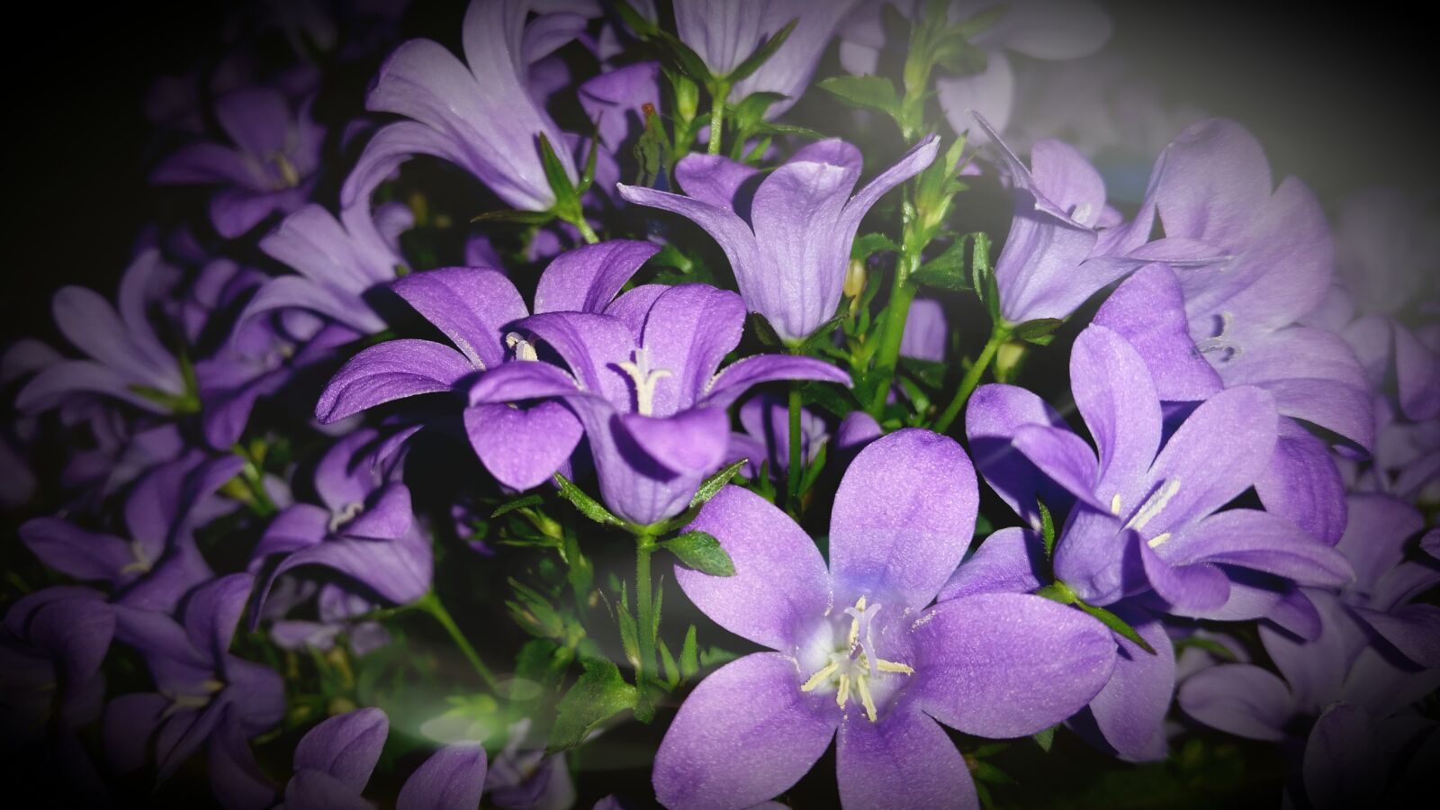 Samsung Galaxy S5 sample photo. Flowers, beautiful, summer photography