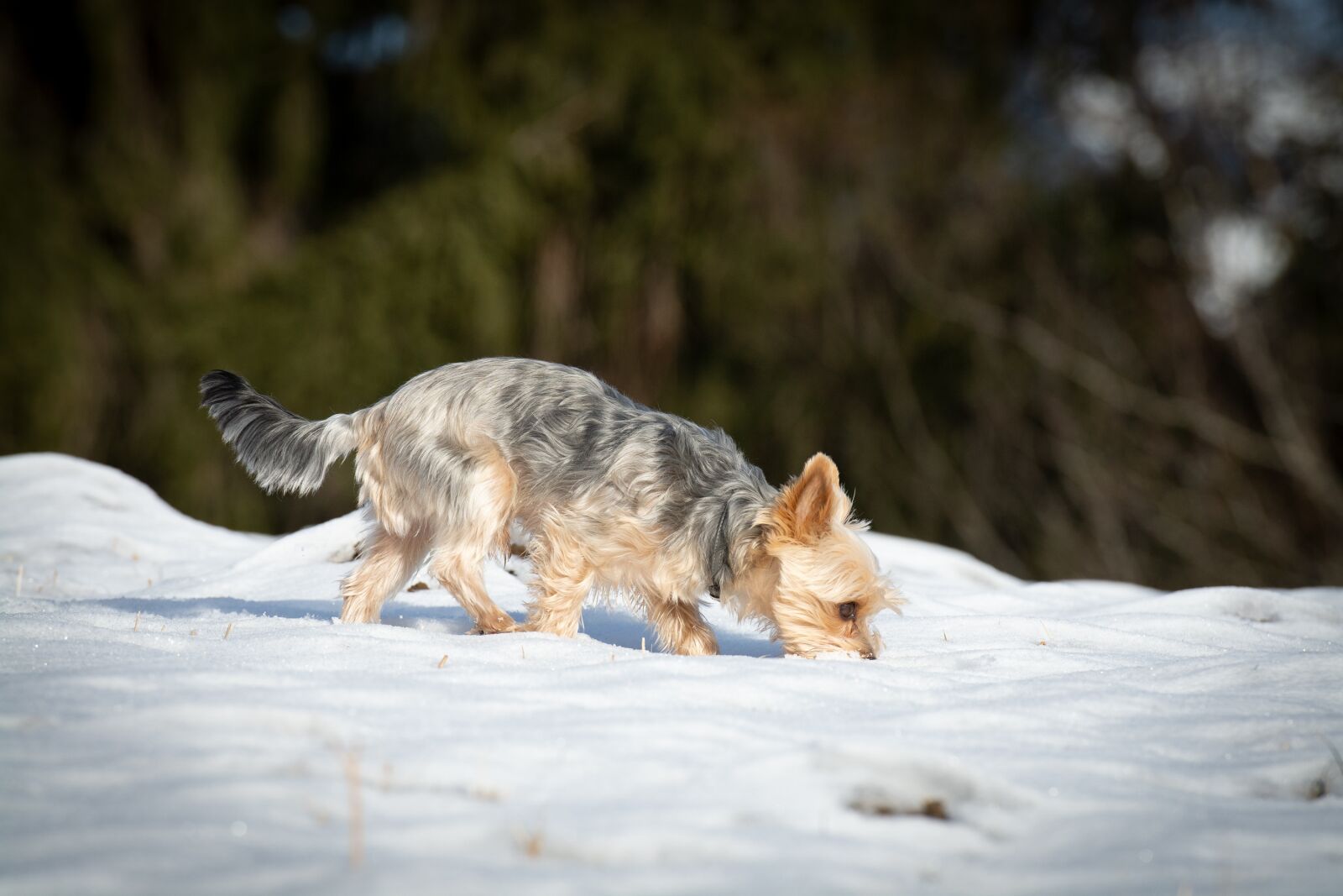 Nikon D7100 sample photo. Dog, small, sniffing photography