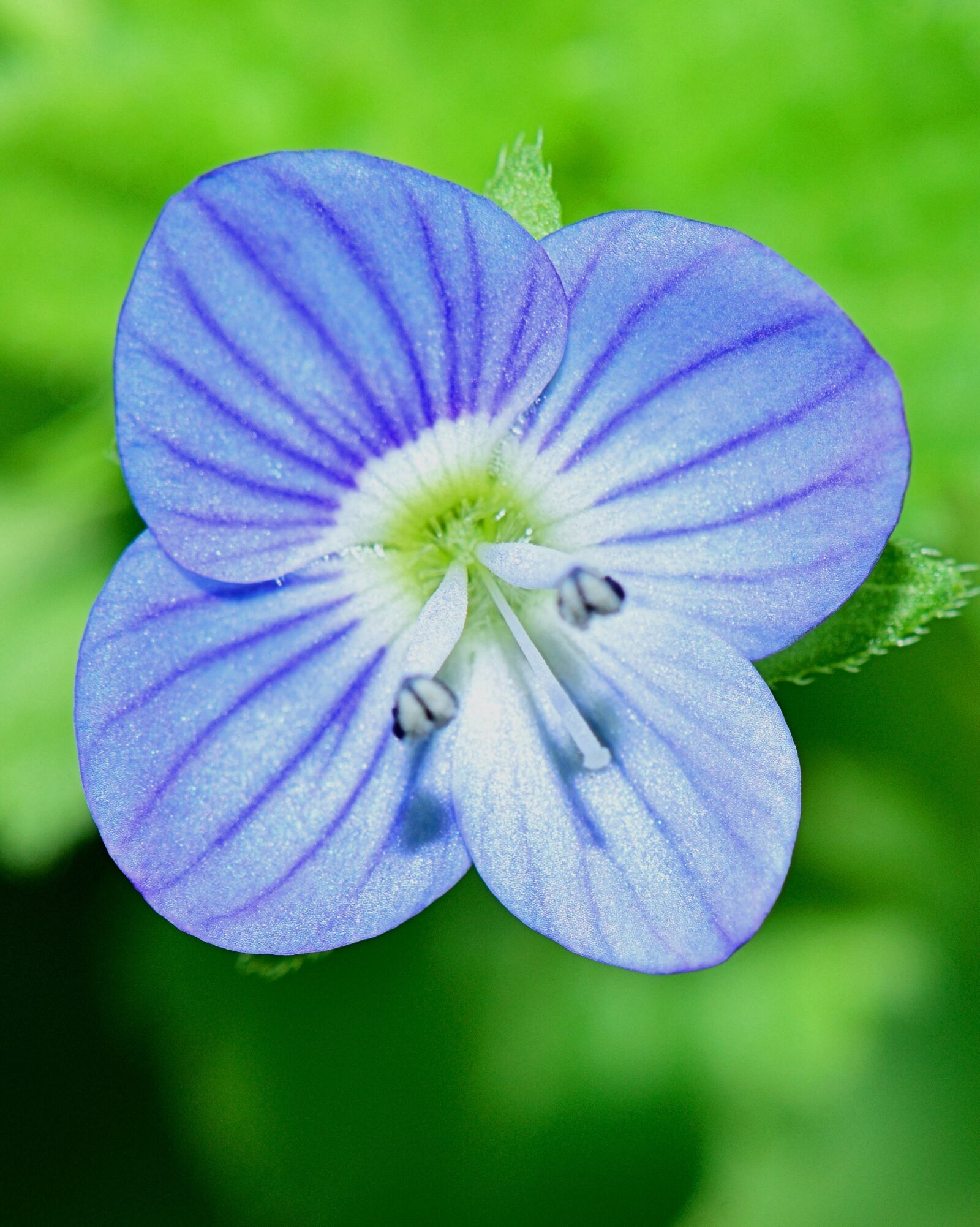 Nikon D5300 sample photo. Nature, flower, flowers photography
