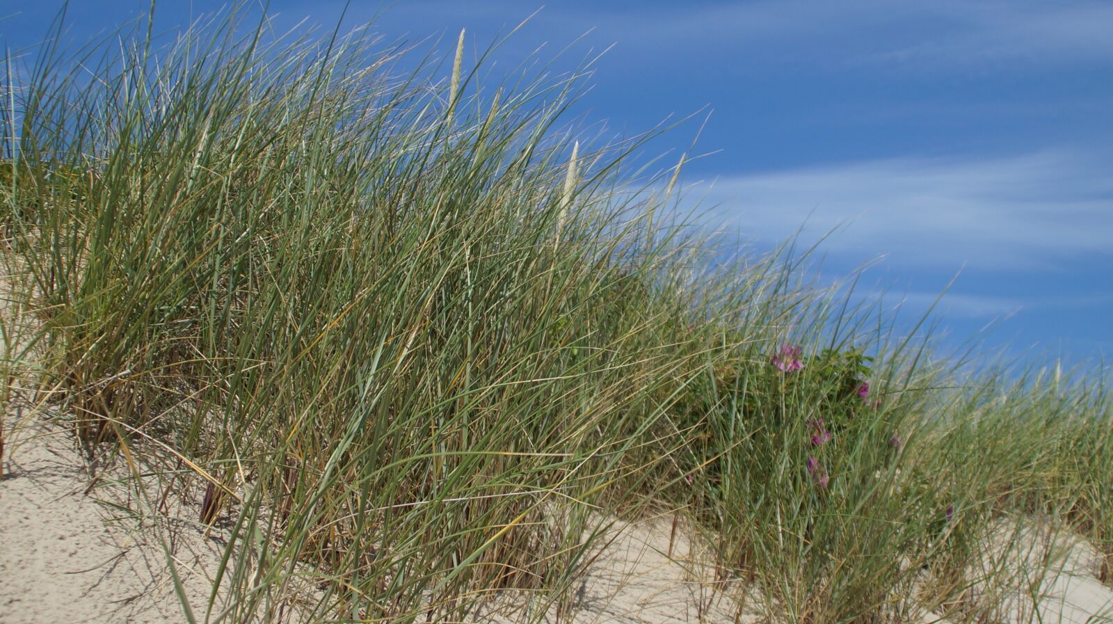 Sony DT 18-200mm F3.5-6.3 sample photo. North sea, sylt, beach photography