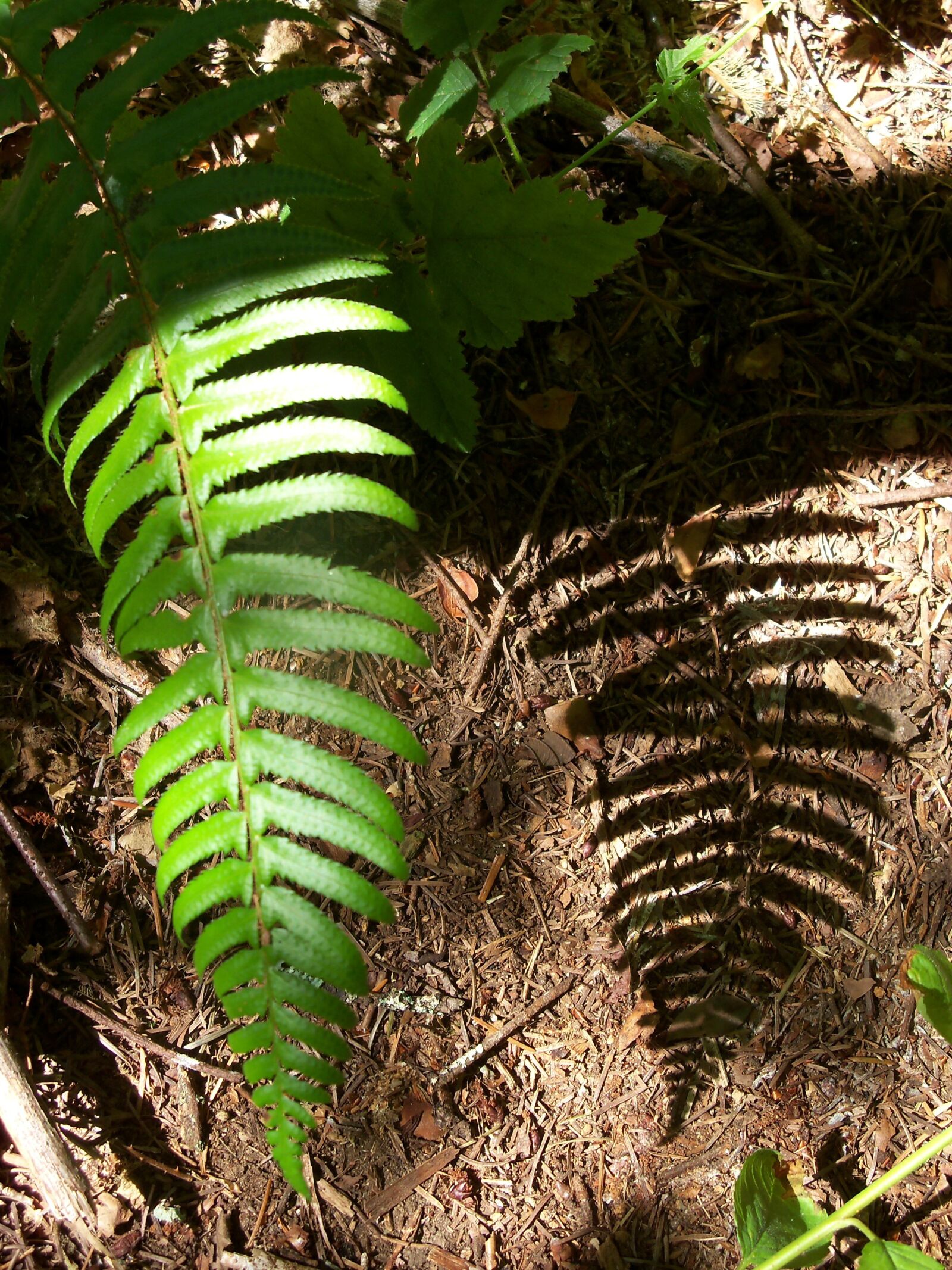 Kodak EasyShare Z915 sample photo. Ferns, shadows, shadow photography
