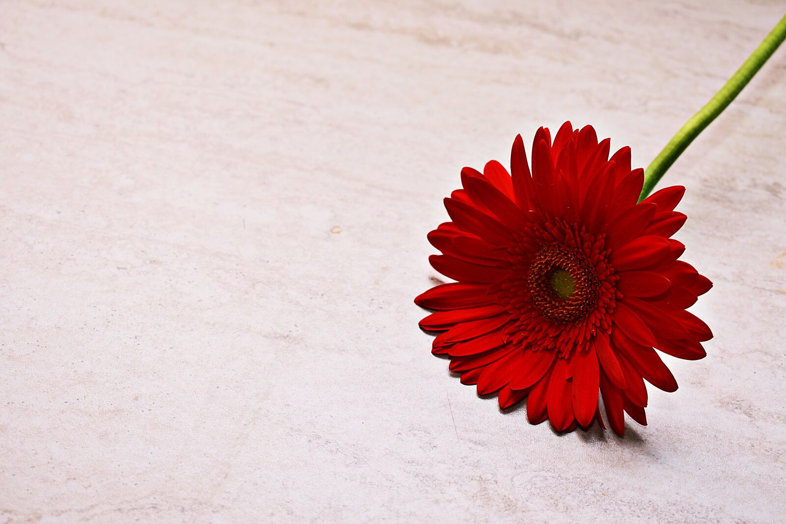 Nikon D3400 sample photo. Red, bloom, blossom photography