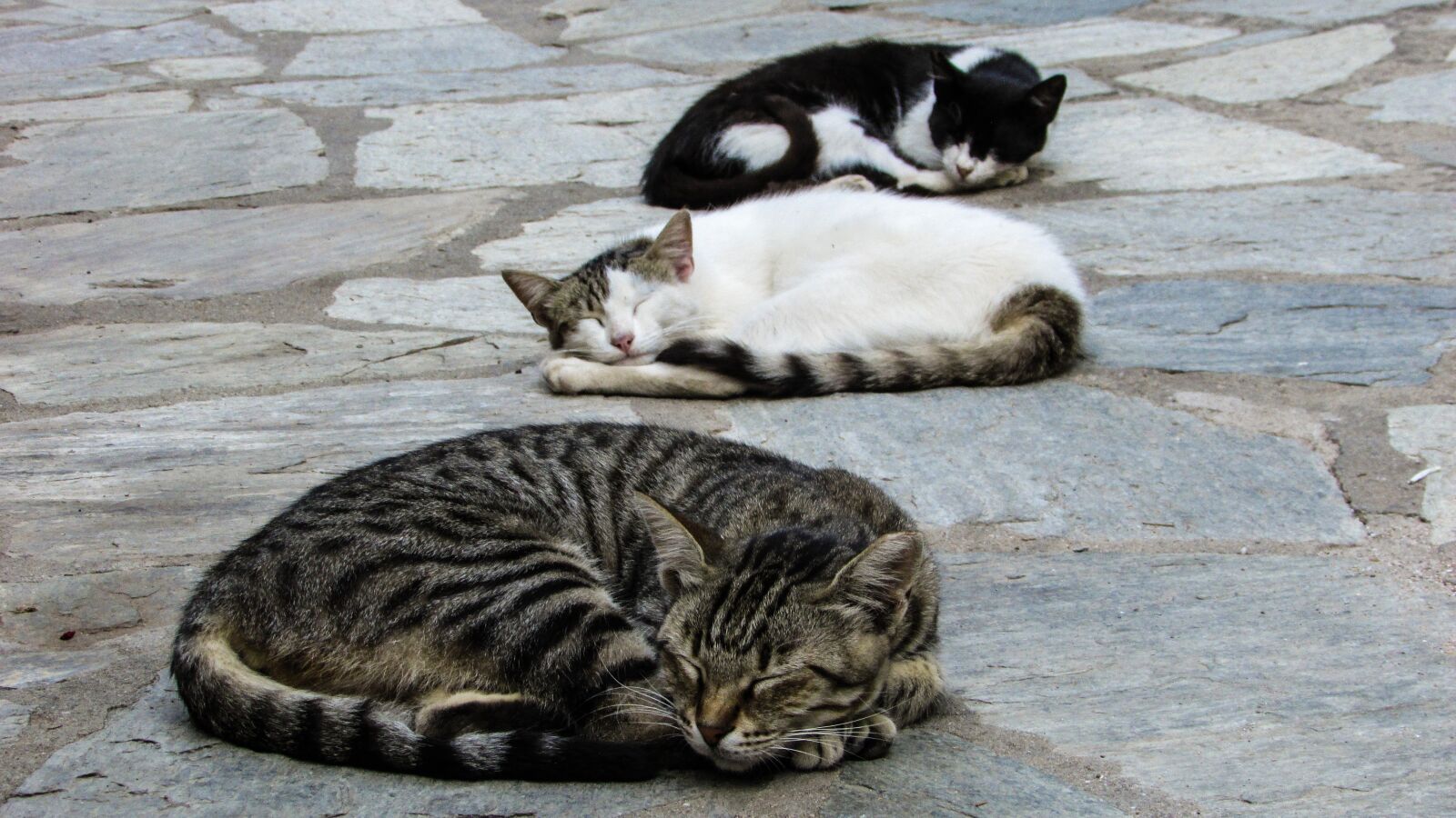 Canon PowerShot SX400 IS sample photo. Cats, resting, sleeping photography