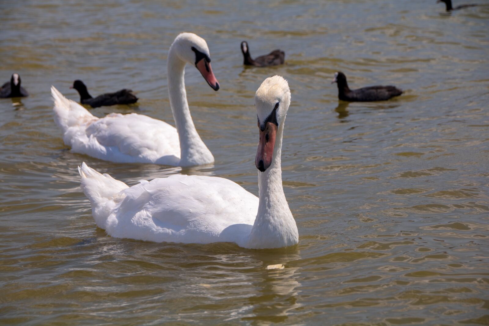 Canon EOS 750D (EOS Rebel T6i / EOS Kiss X8i) sample photo. Water, birds, swan photography