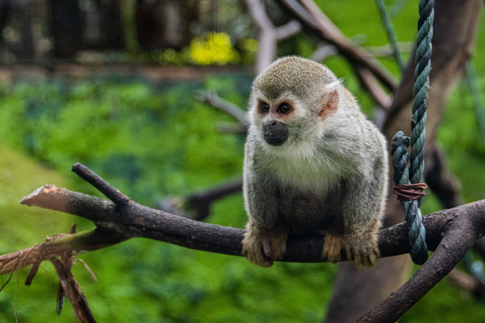 Nikon D5600 sample photo. Mono, baboon, mammal photography