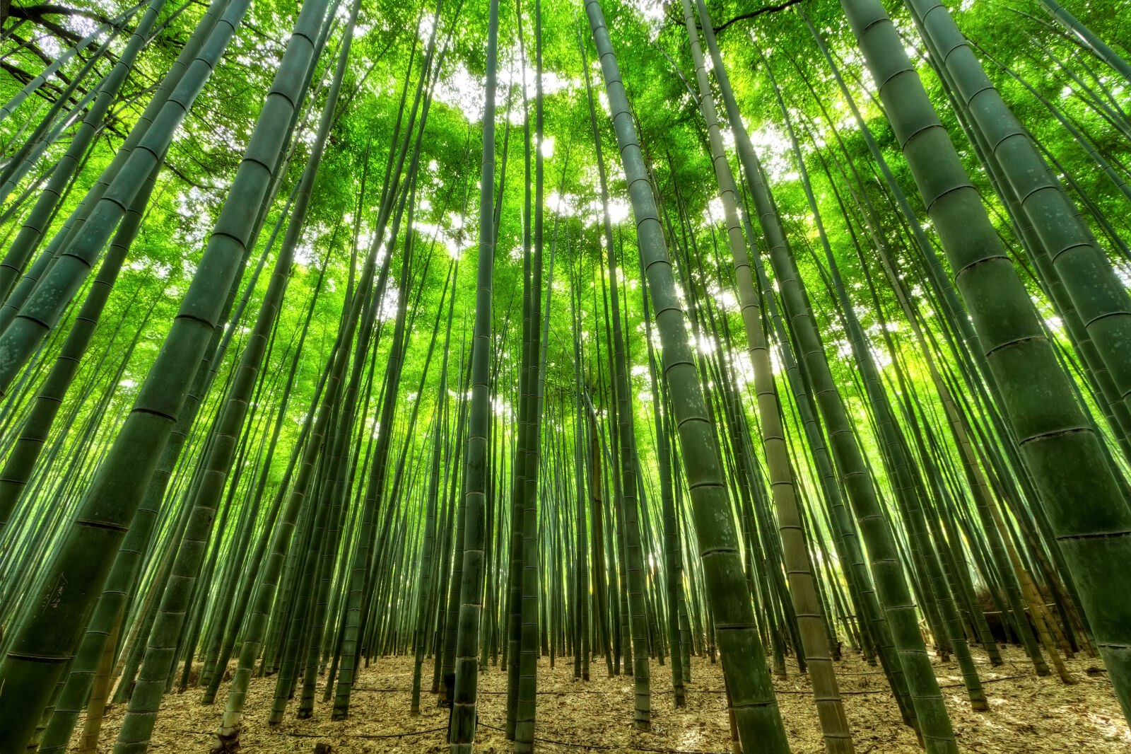Canon EF-S 10-22mm F3.5-4.5 USM sample photo. Nature, dust, bamboo, green photography