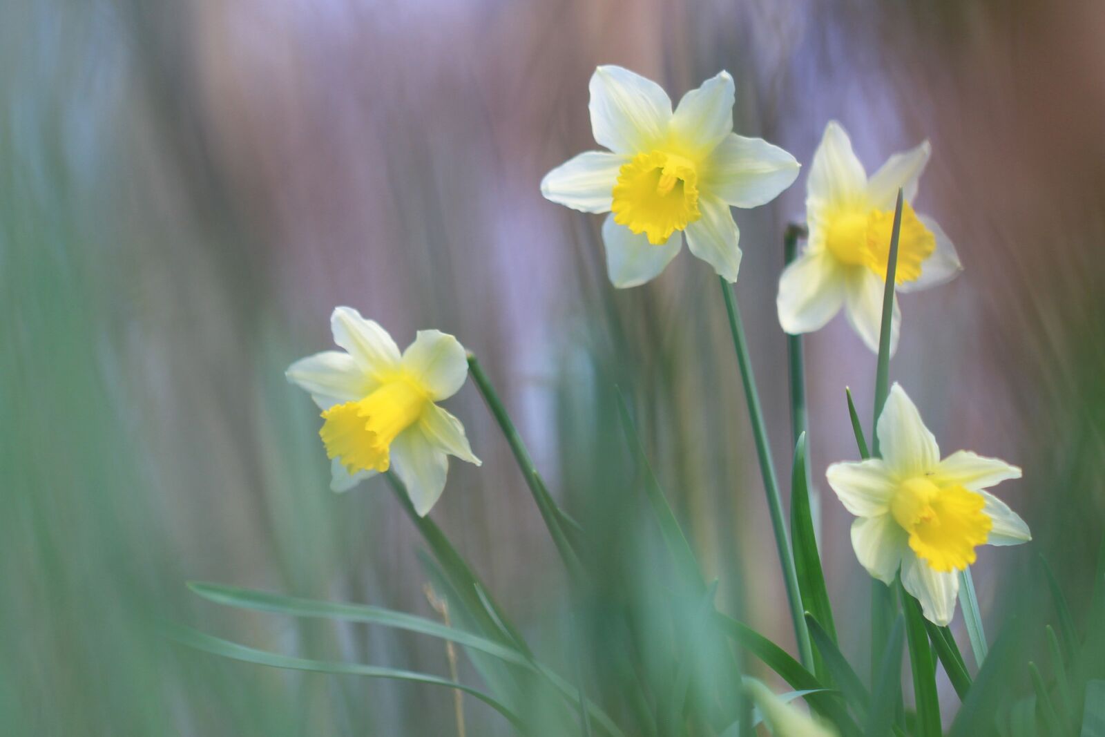 Canon EOS 700D (EOS Rebel T5i / EOS Kiss X7i) sample photo. Daffodils, yellow, flower photography