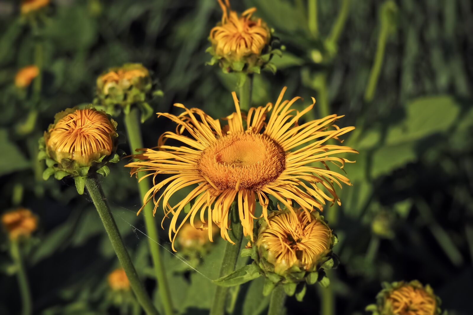 Olympus OM-D E-M10 sample photo. Flower, yellow flower, yellow photography