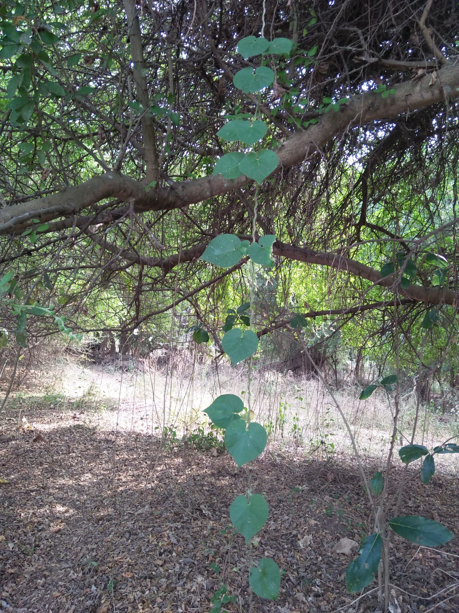 OPPO A37fw-International sample photo. Forest, tree, place photography