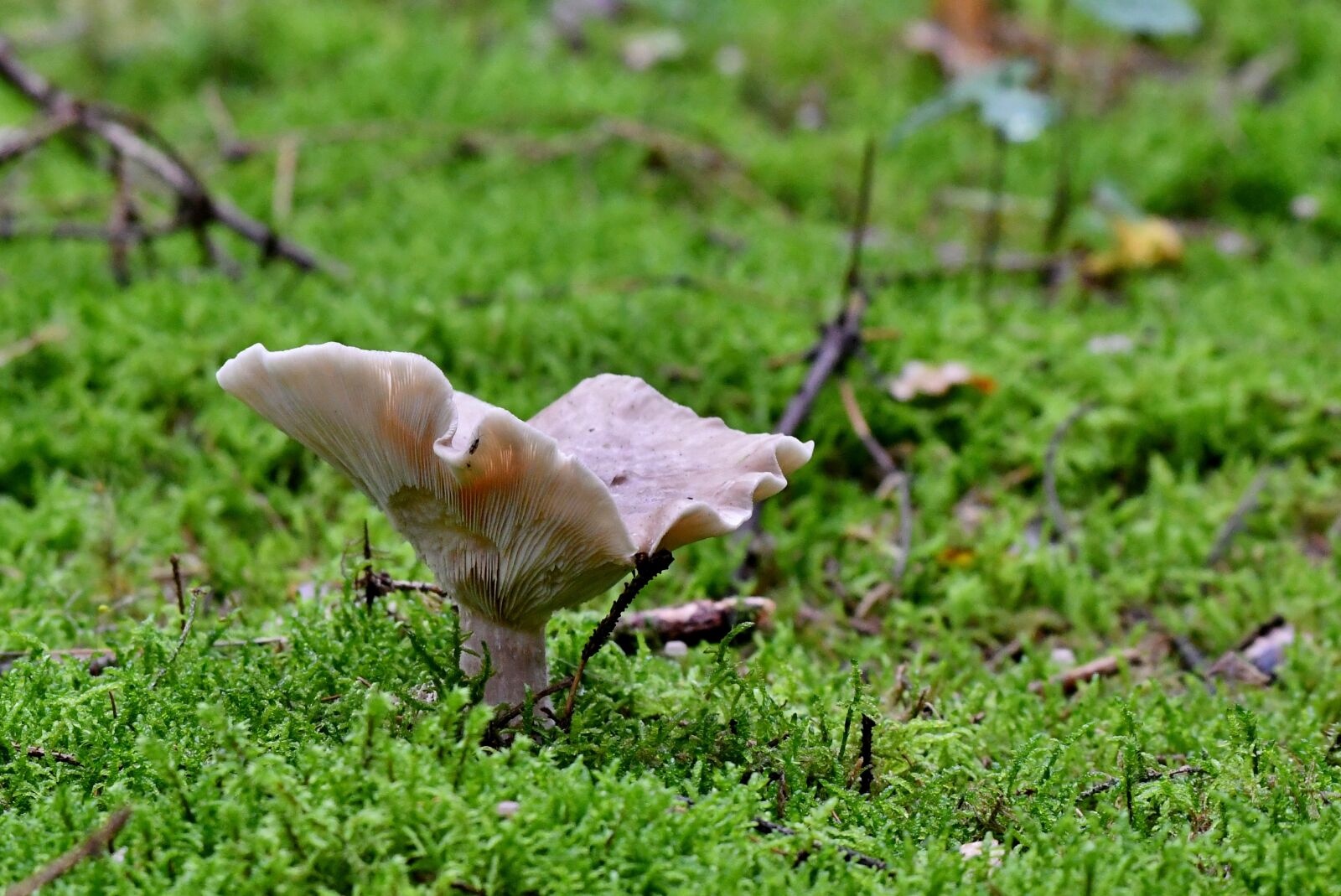 Nikon D500 sample photo. Mushroom, forest land, moss photography
