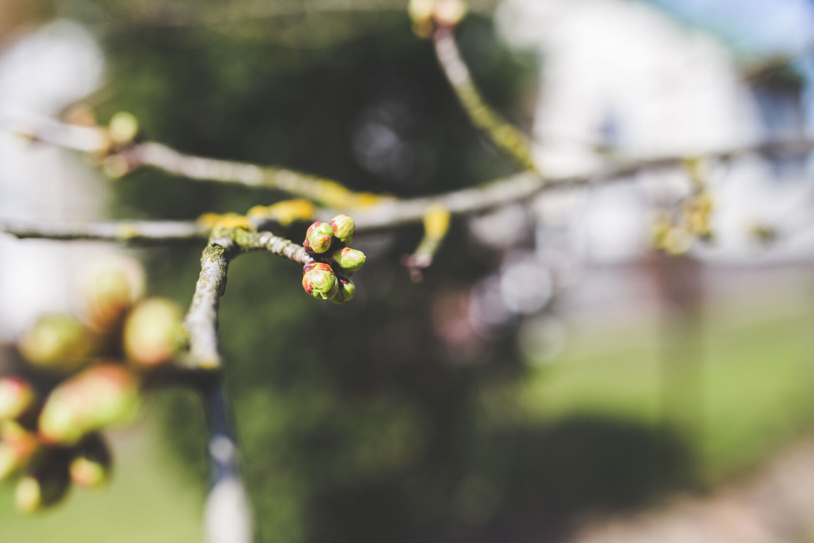Canon EOS 6D + Sigma 35mm F1.4 DG HSM Art sample photo. Cherry, buds photography