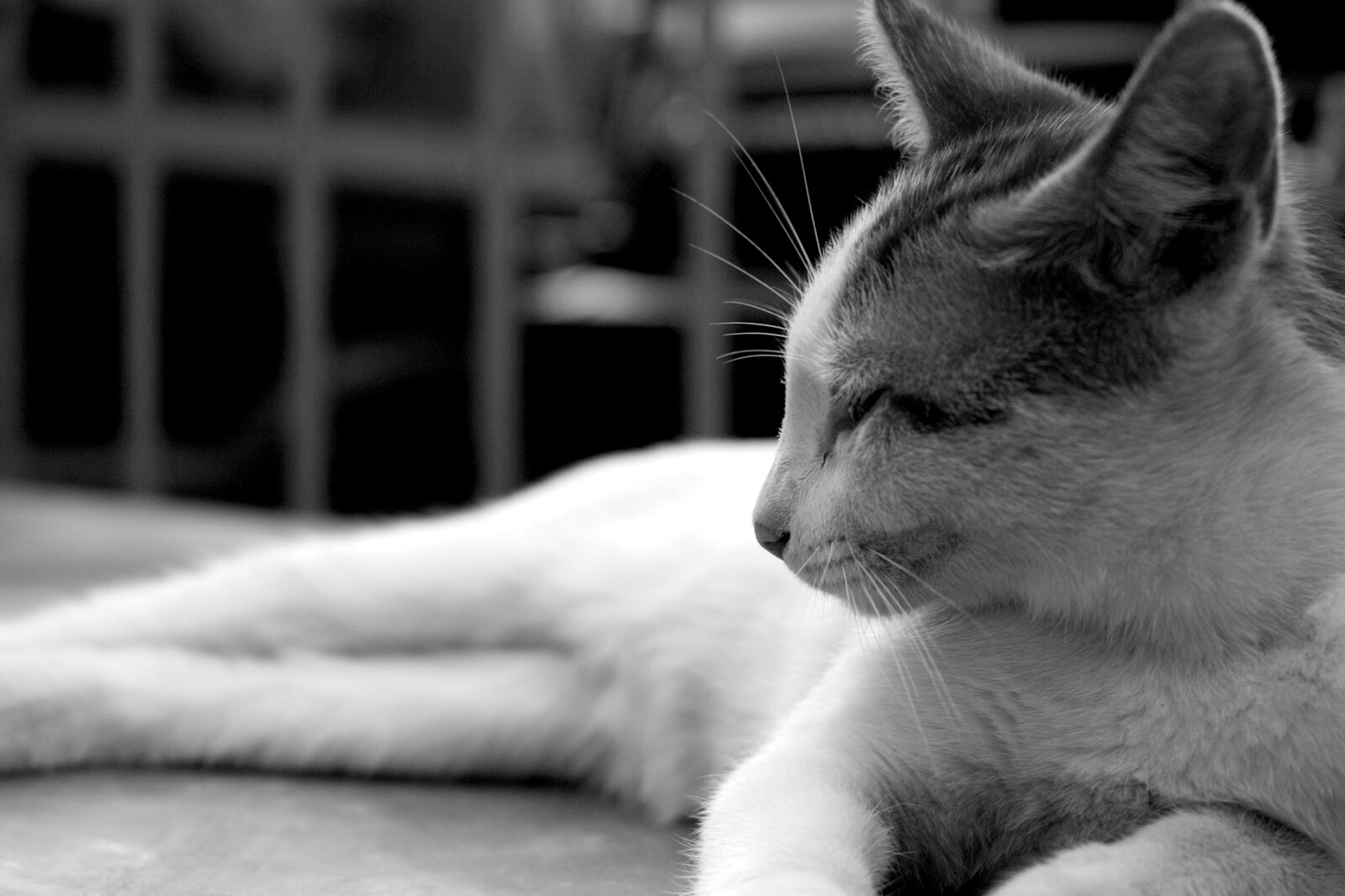 Sigma DP2 Merrill sample photo. Cat, black and white photography