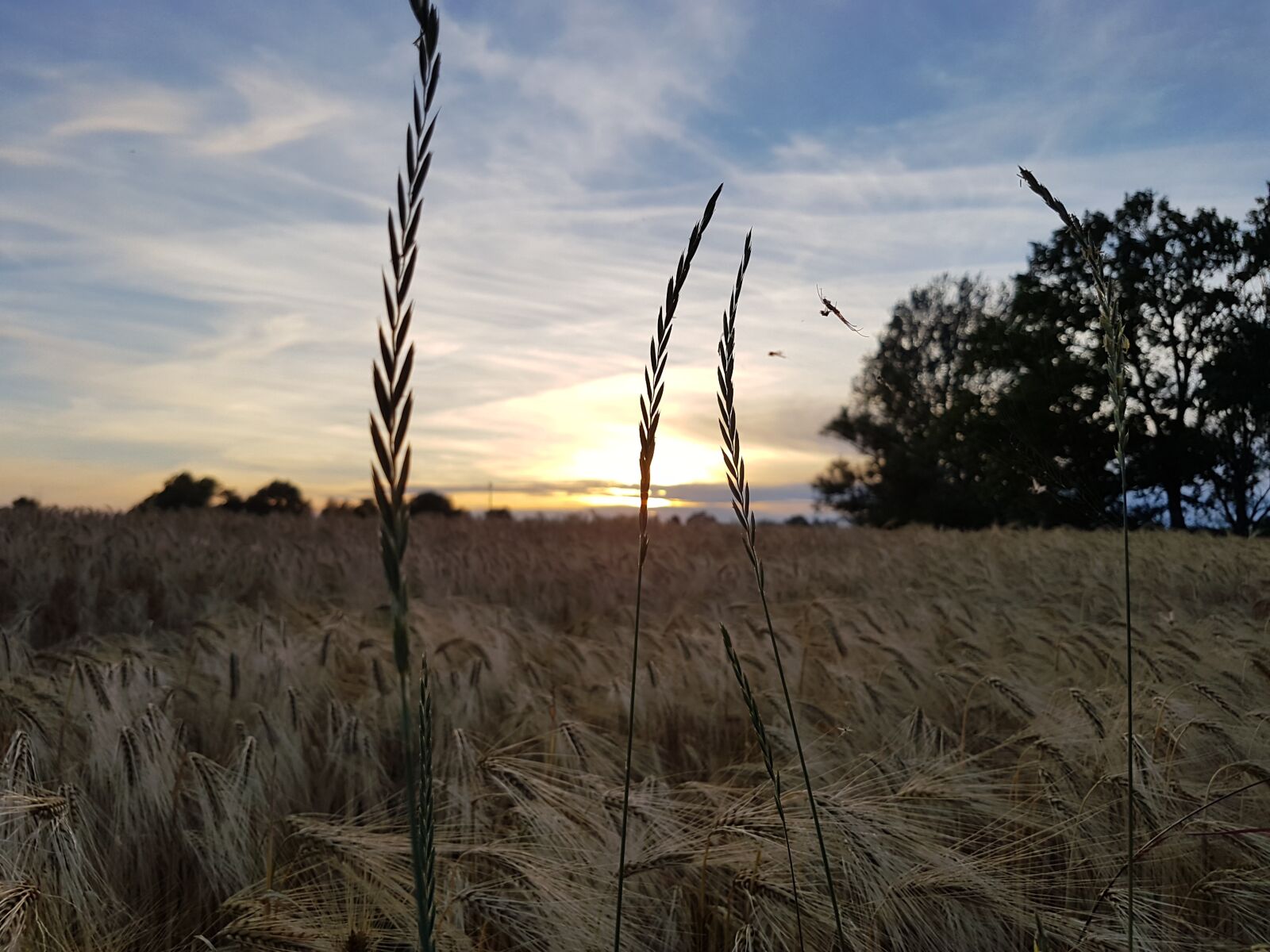Samsung Galaxy S7 sample photo. Nature, abendstimmung, sunset photography