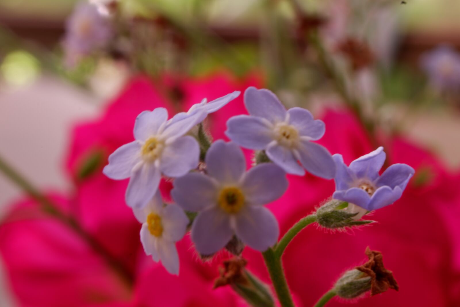 Fujifilm X-A3 sample photo. Forget me not, forget photography