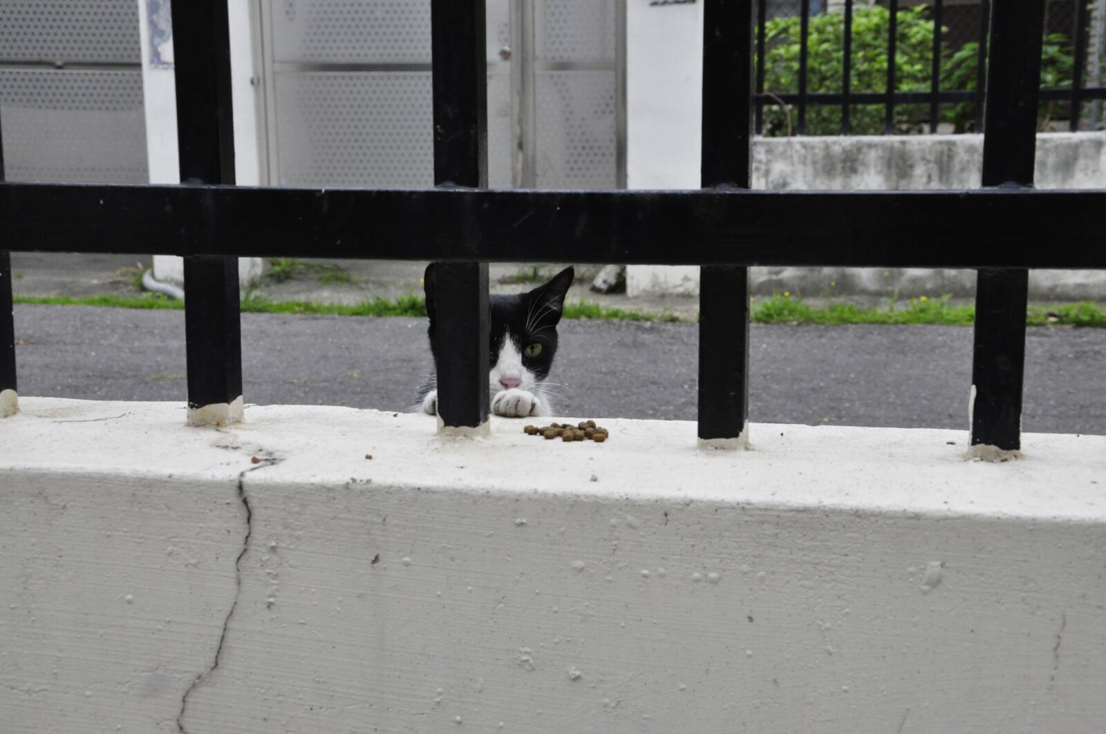 Nikon D90 sample photo. Cat, animal, eat photography