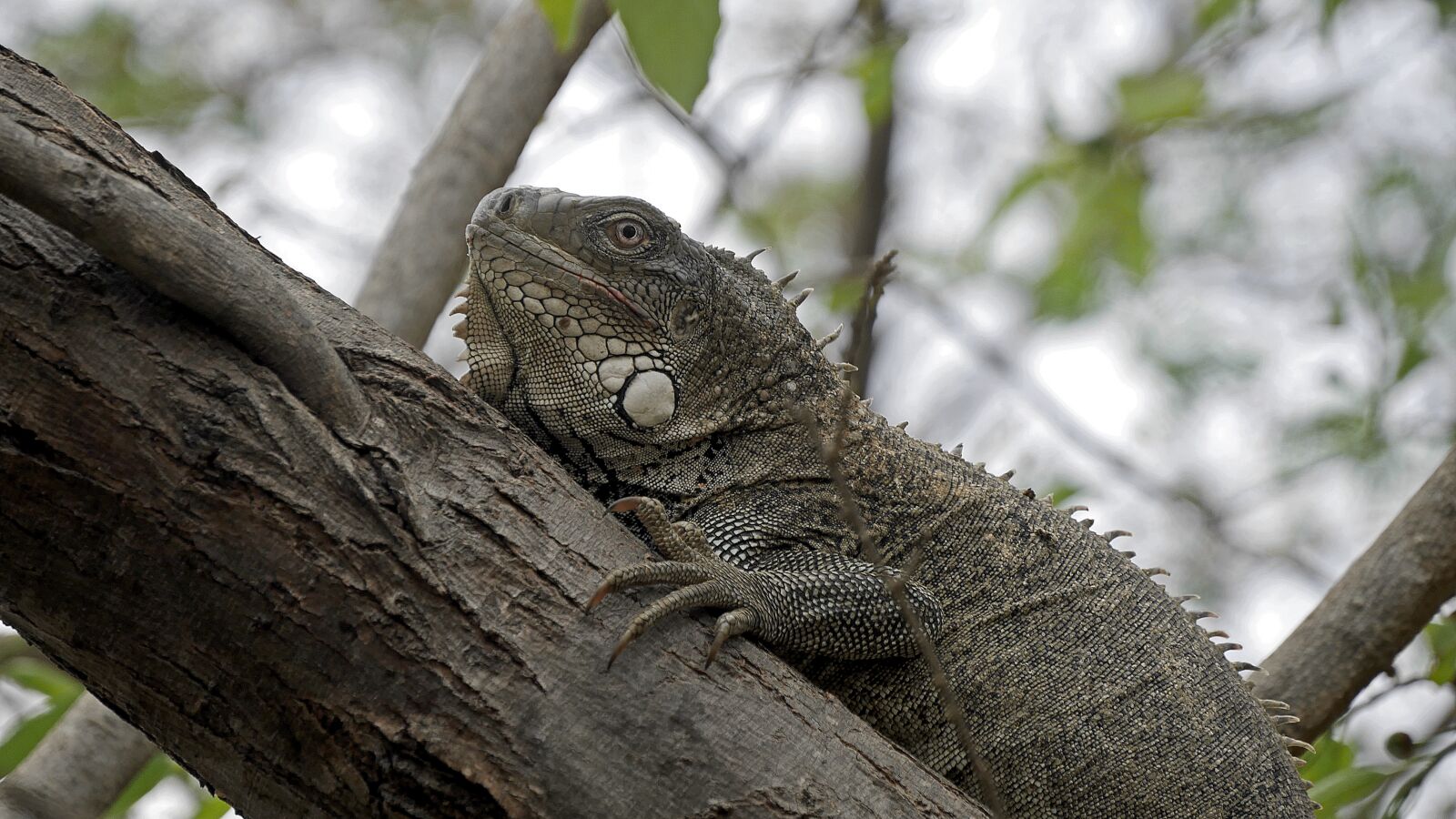 Panasonic Lumix DMC-G7 sample photo. Iguana, tree, nature photography