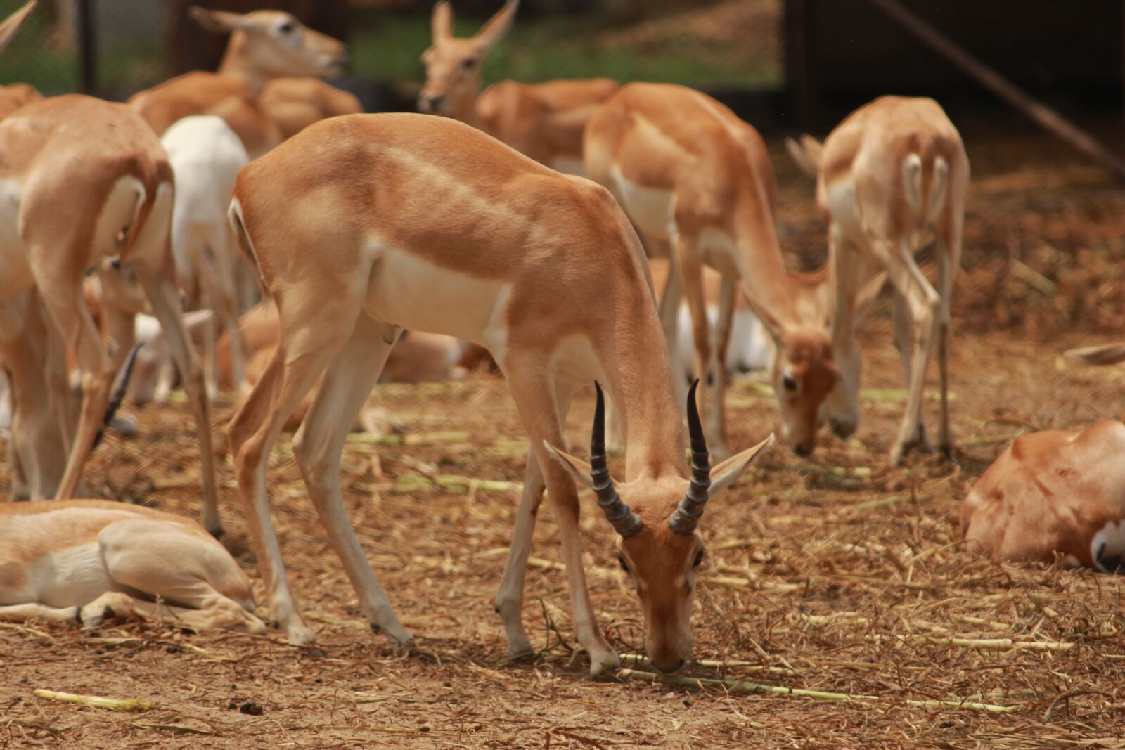 Canon EOS 700D (EOS Rebel T5i / EOS Kiss X7i) sample photo. Deer, greenery, wildlife photography