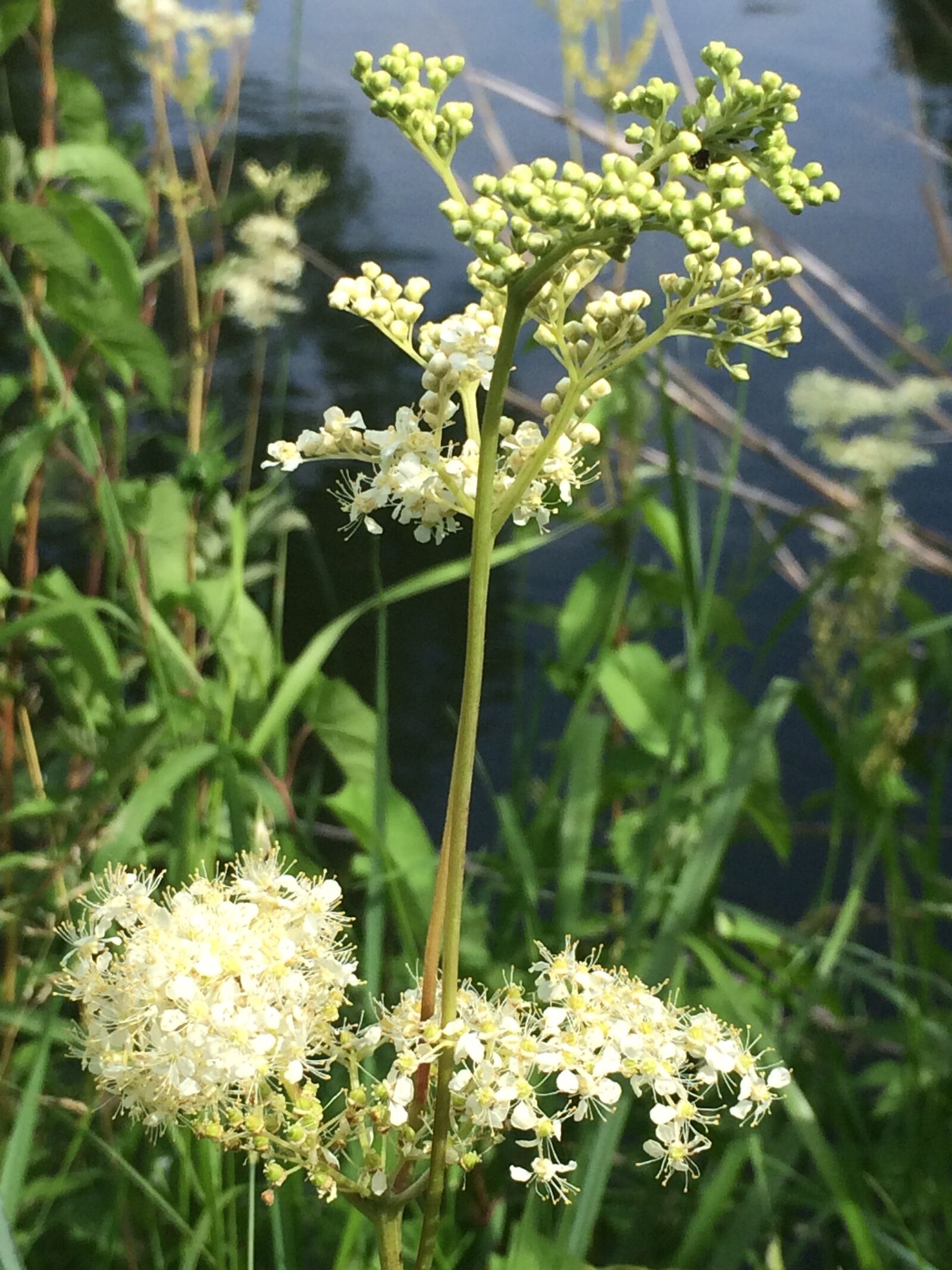 iPhone 5s back camera 4.15mm f/2.2 sample photo. Meadowsweet, plant, wild plant photography