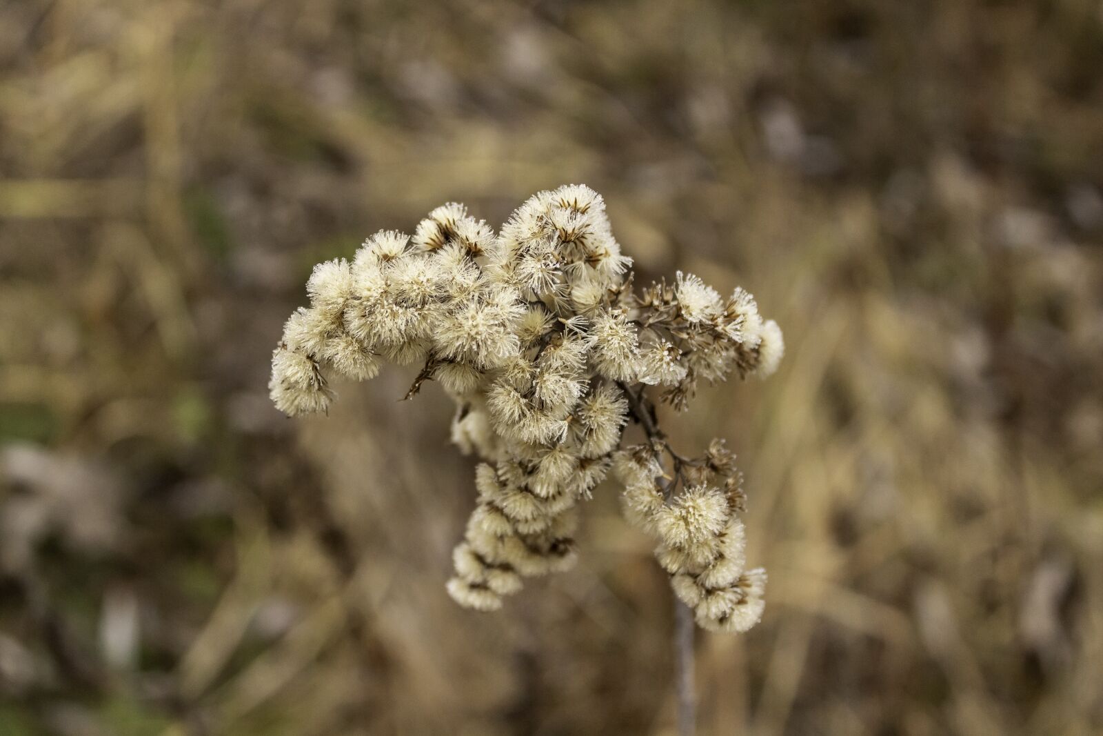 Canon EOS 1300D (EOS Rebel T6 / EOS Kiss X80) sample photo. Wildflower, dry, cold photography