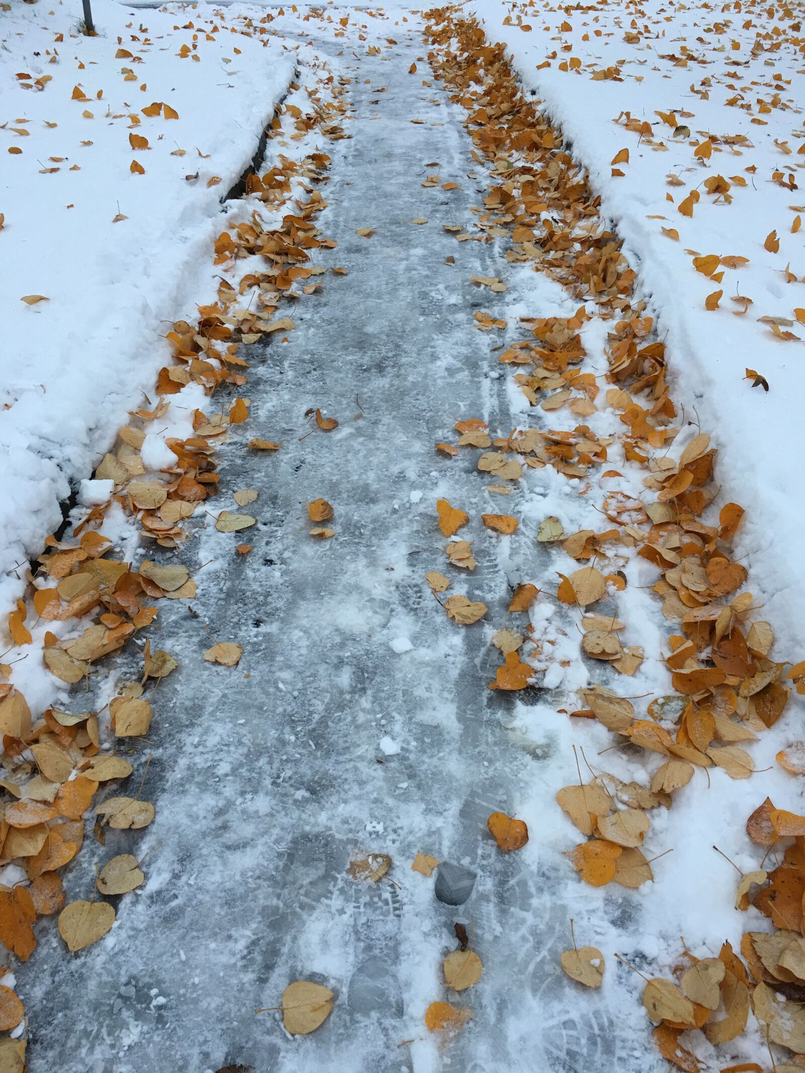 Apple iPhone 6s Plus sample photo. Winter, way, leaves photography