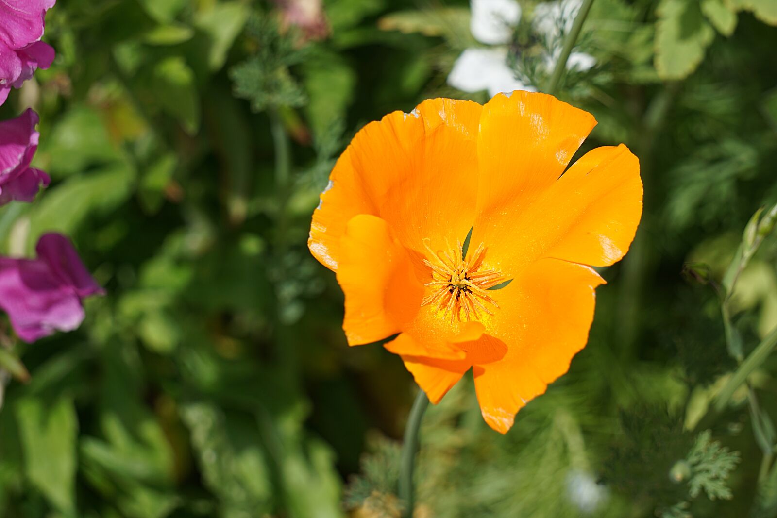 Sony a6000 sample photo. Poppy, flower, flora photography