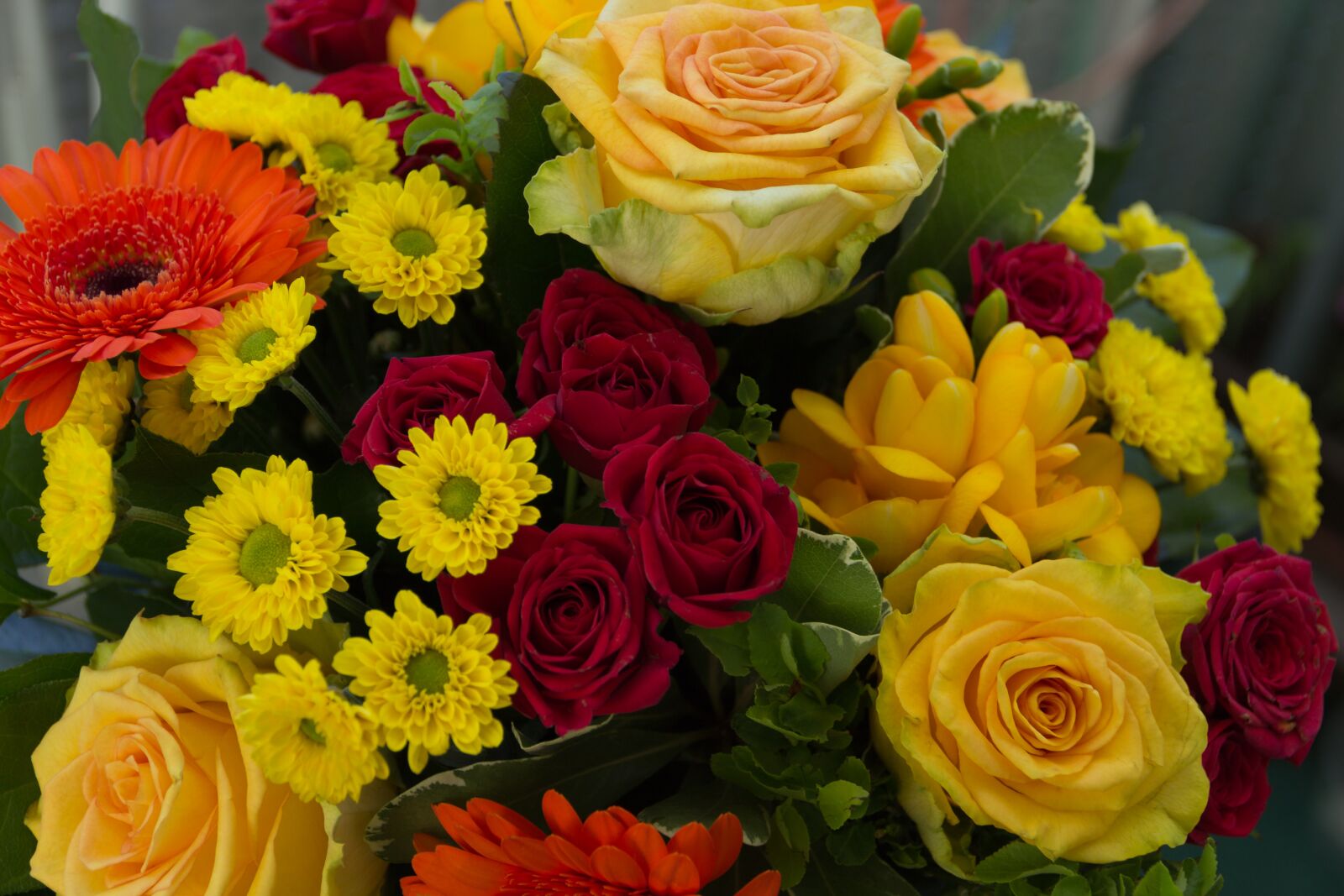 Canon EF-S 18-135mm F3.5-5.6 IS sample photo. Rose, yellow, gerbera photography