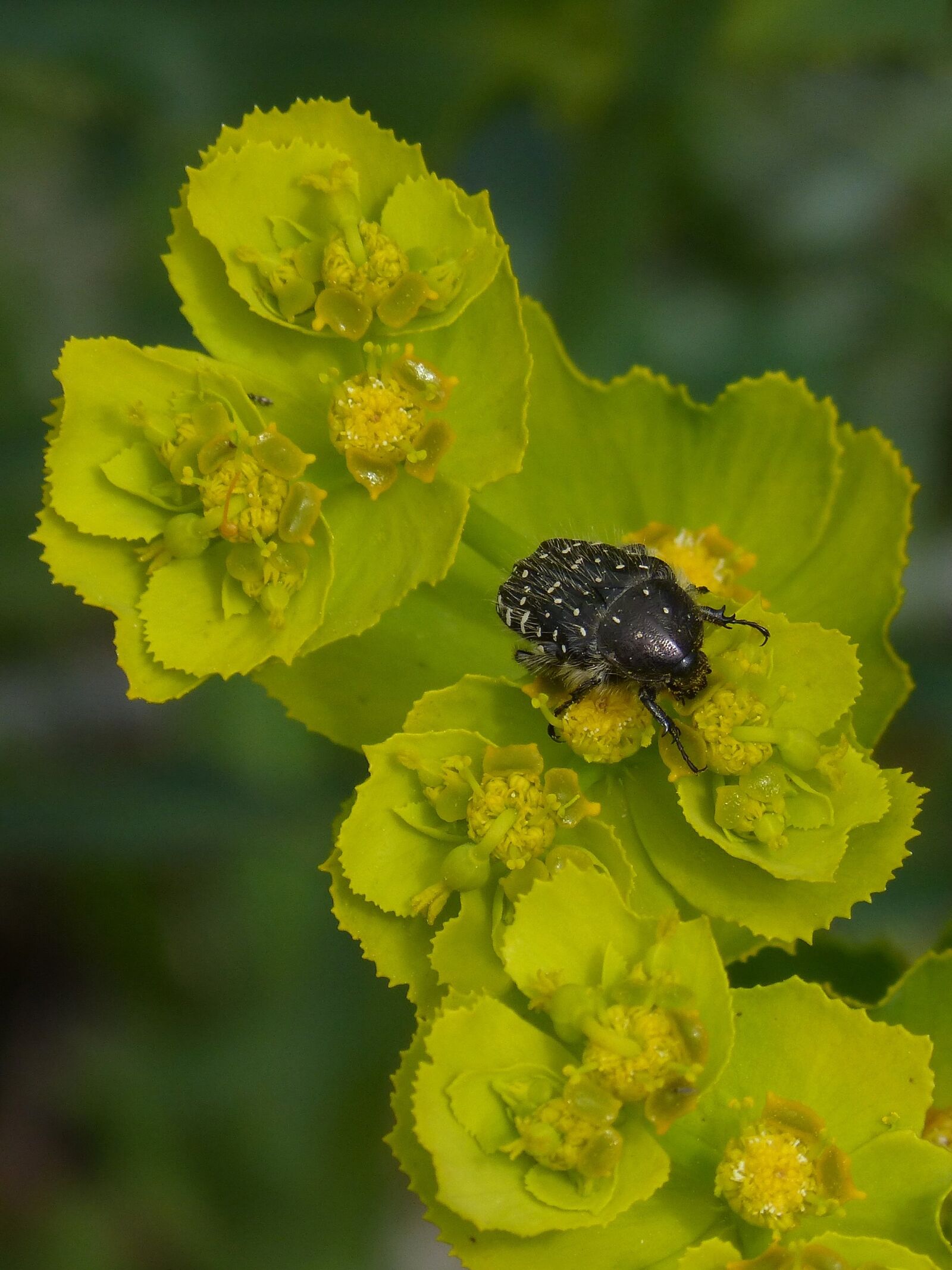 Panasonic DMC-FZ62 sample photo. Oxythyrea funesta, beetle, coleoptera photography