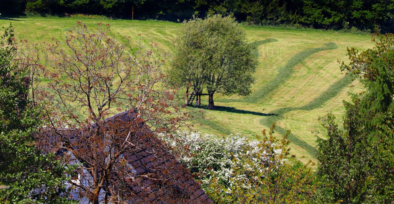 Canon EOS 80D sample photo. Landscape, agriculture, countryside, tree photography