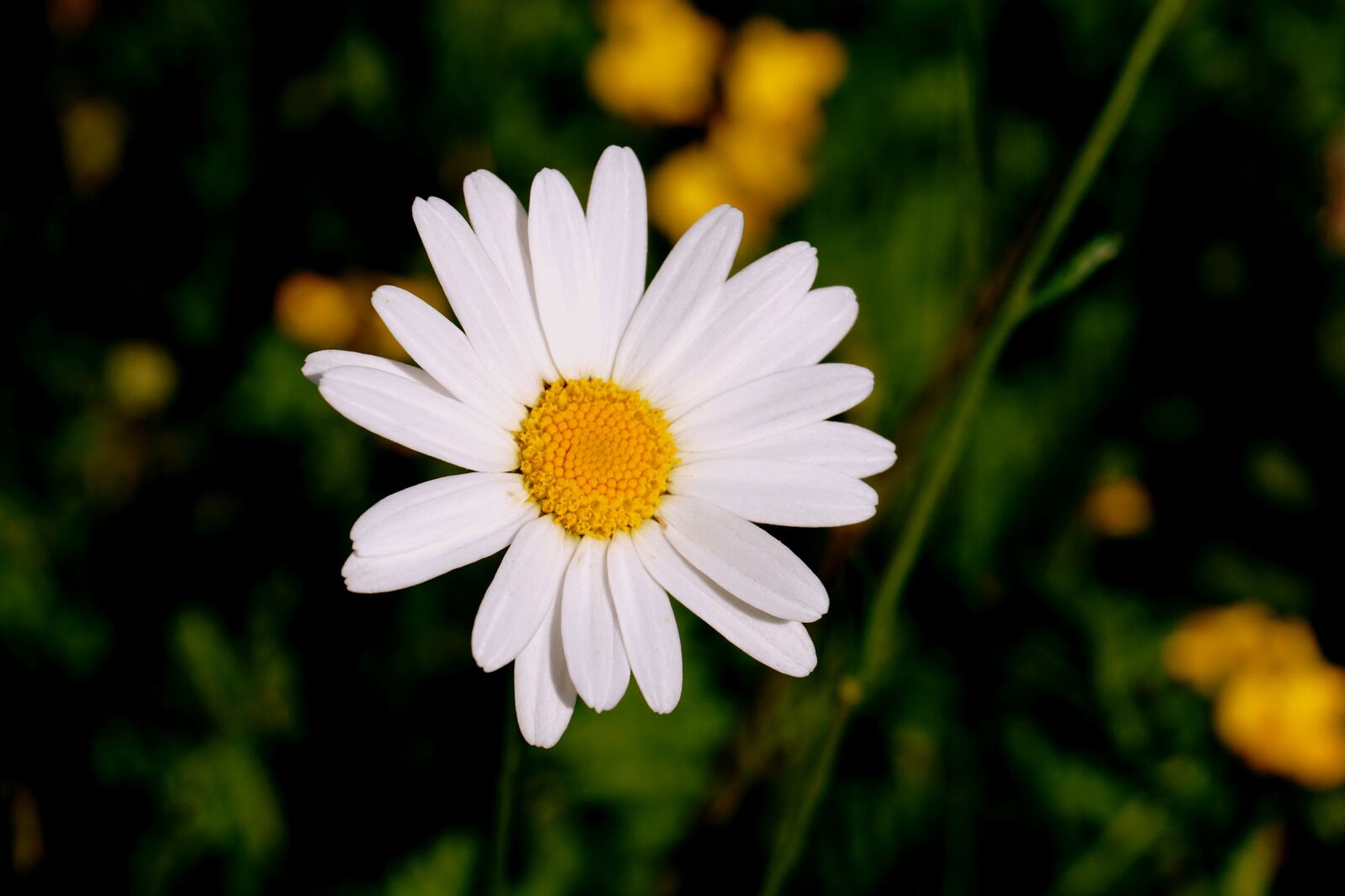 Sony a6000 sample photo. Marguerite, flower, white photography