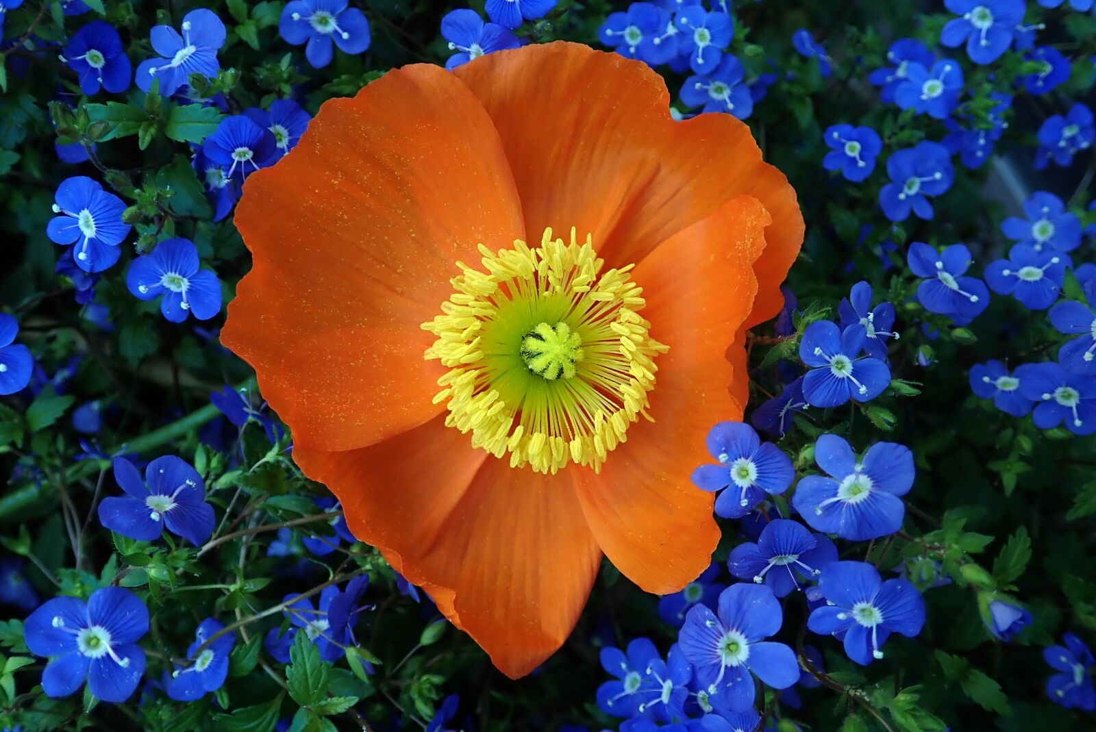 Olympus TG-5 sample photo. Poppy, flower, blue plant photography
