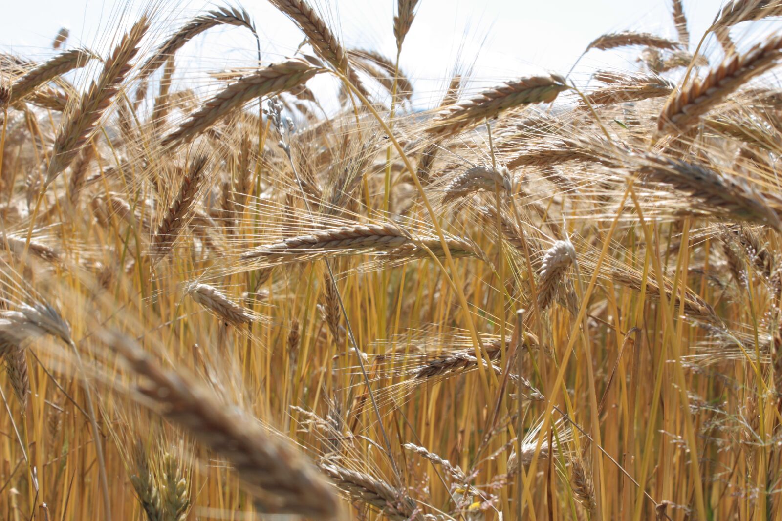 Canon EOS 450D (EOS Rebel XSi / EOS Kiss X2) sample photo. Wheat field, wheat, field photography