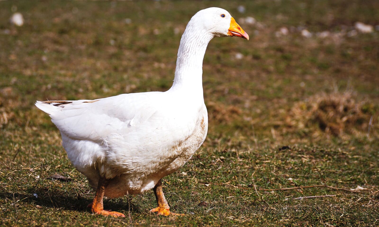 Sony DT 55-300mm F4.5-5.6 SAM sample photo. Goose, white, bird photography