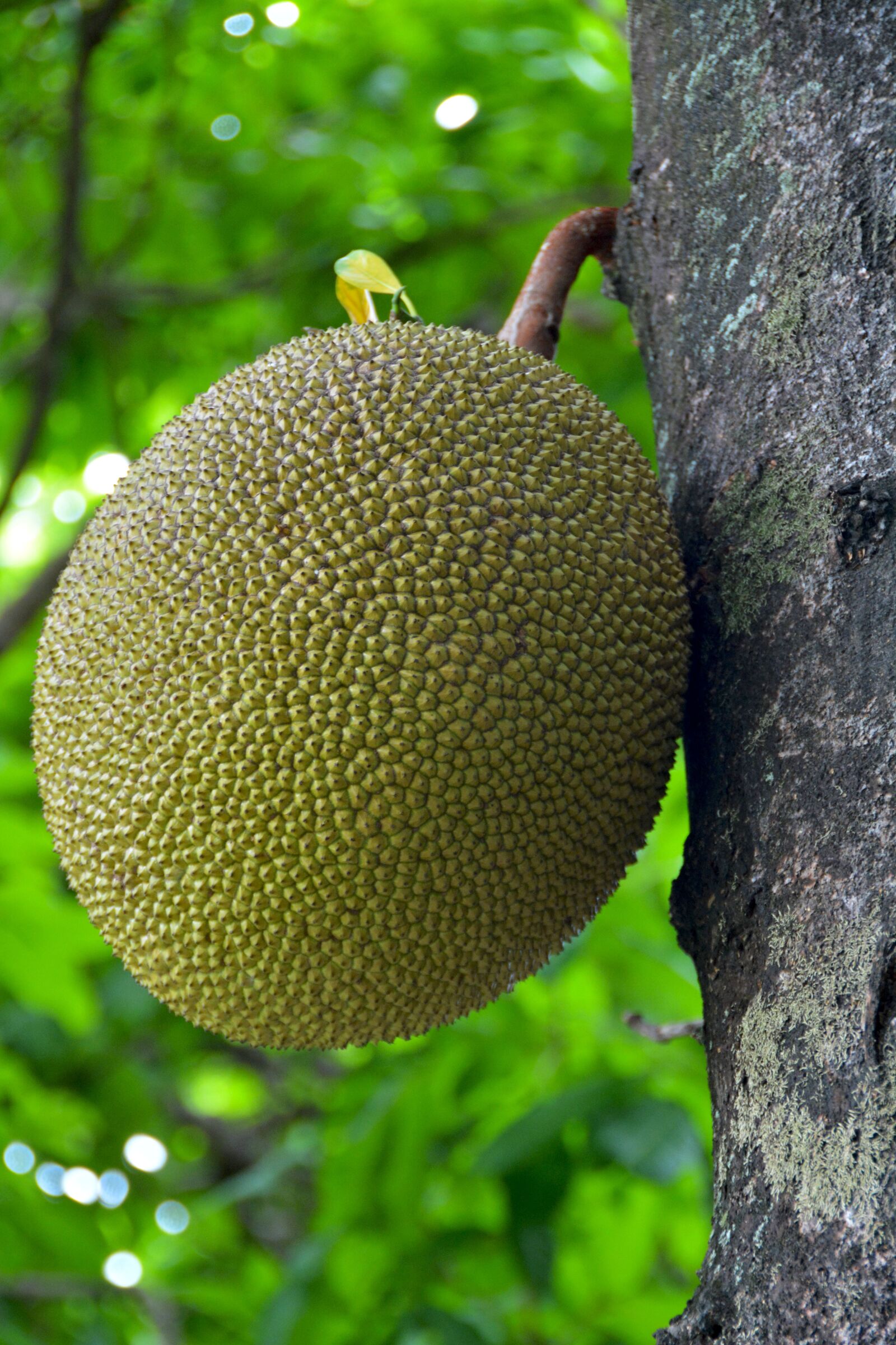 Nikon D5200 sample photo. Jack fruit, thailand, fruit photography