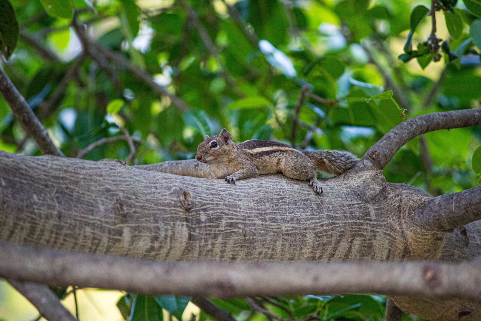 Canon EOS 1300D (EOS Rebel T6 / EOS Kiss X80) sample photo. Squirrel, chipmunk, animal photography