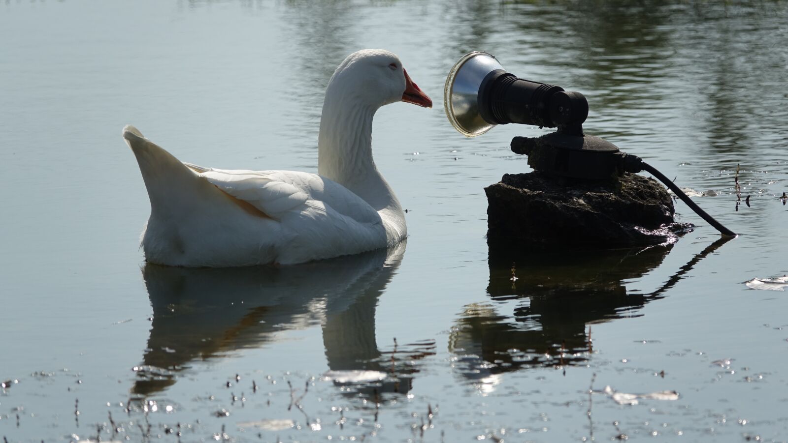 Sony Cyber-shot DSC-RX10 III sample photo. Goose home, water plan photography