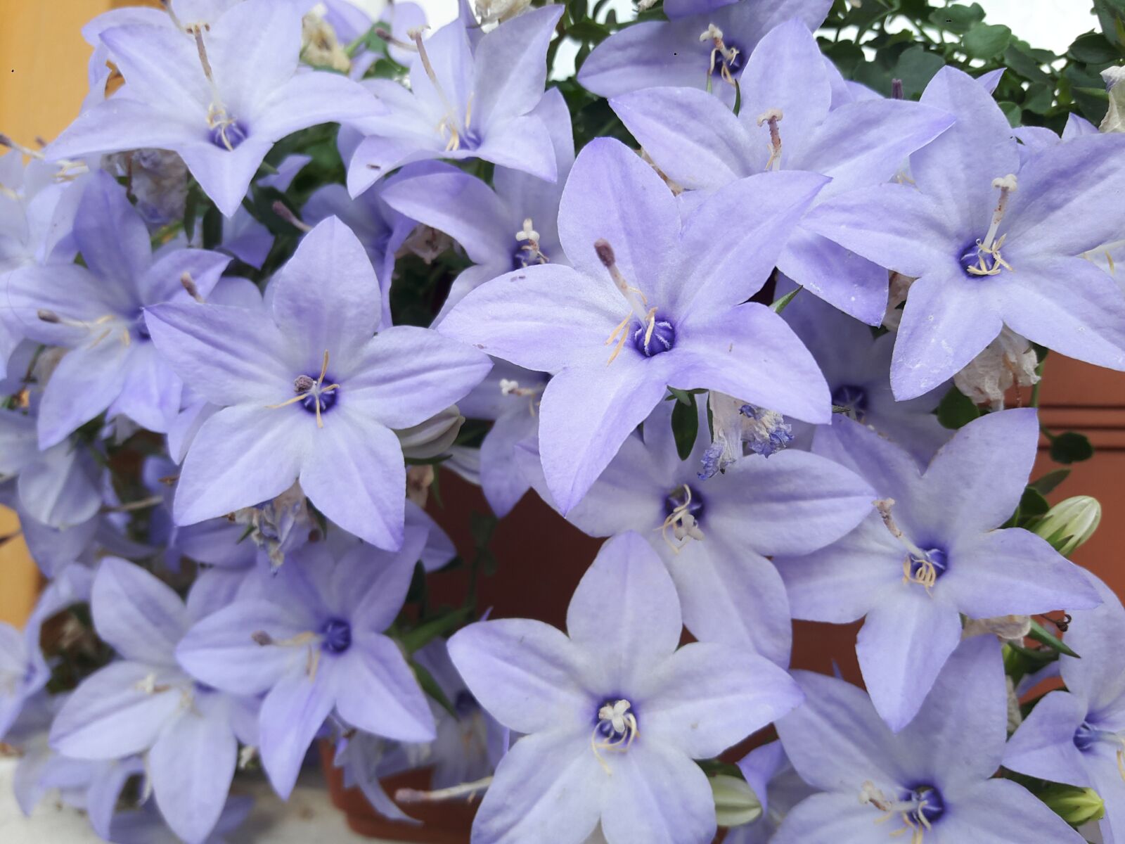 Samsung Galaxy A8 sample photo. Purple, lila, flower photography