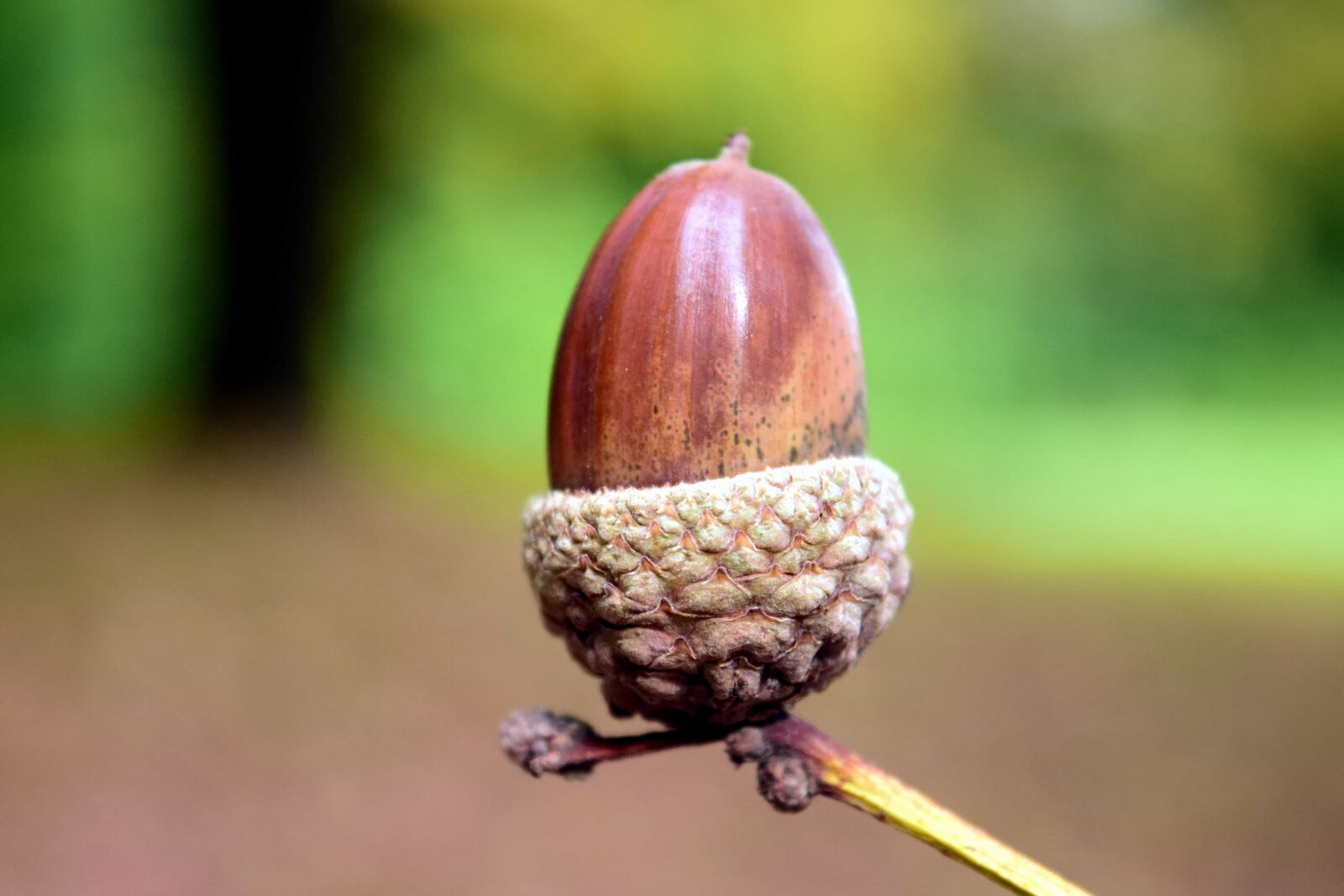 Nikon D3300 sample photo. Acorn, wood, nature, plant photography