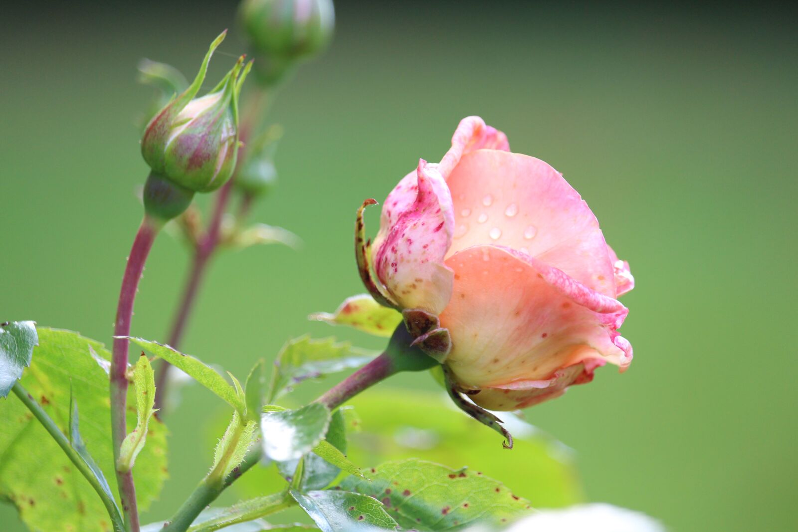 Canon EOS 700D (EOS Rebel T5i / EOS Kiss X7i) + Canon EF-S 55-250mm F4-5.6 IS STM sample photo. Rose, blossom, bloom photography