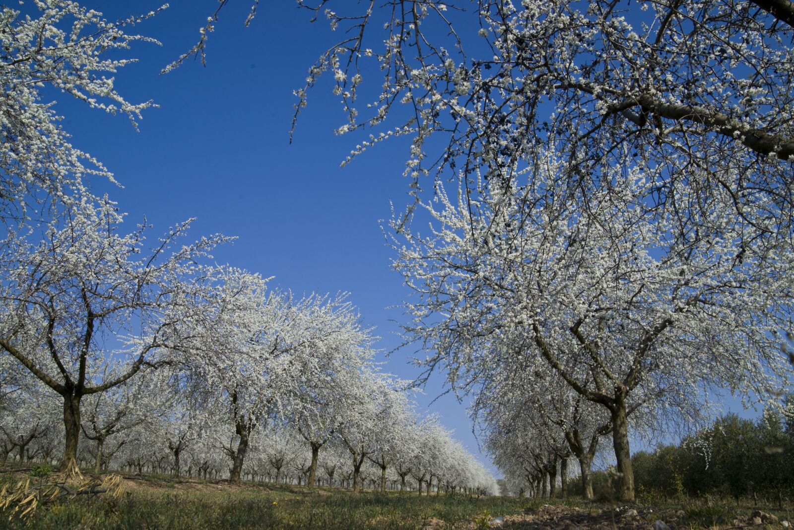 Sony Alpha DSLR-A850 sample photo. Field, trees, nature photography