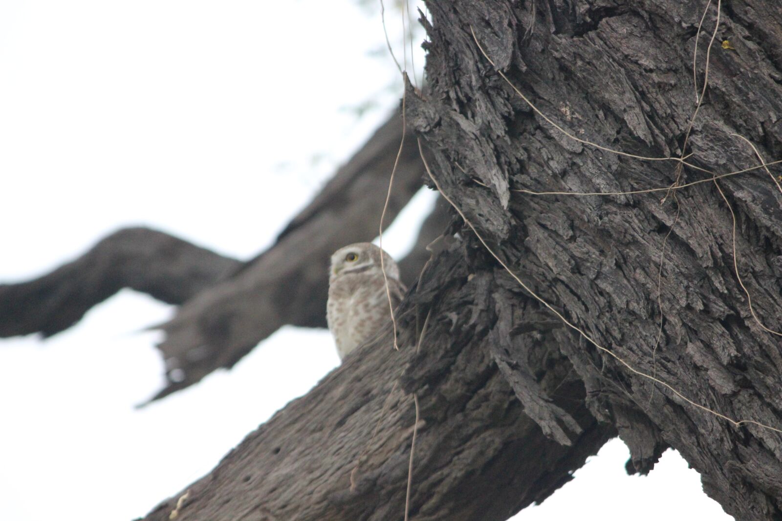 Canon EOS 600D (Rebel EOS T3i / EOS Kiss X5) sample photo. Owl, in, a photography