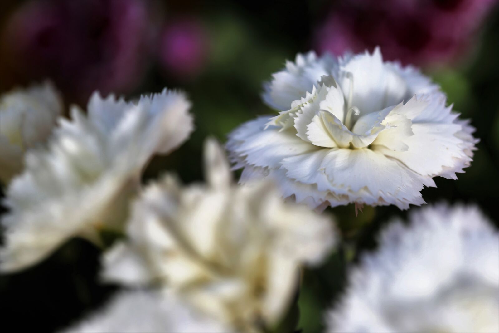 Canon EOS 6D + Canon EF 100mm F2.8 Macro USM sample photo. White carnations, flowers, blooming photography