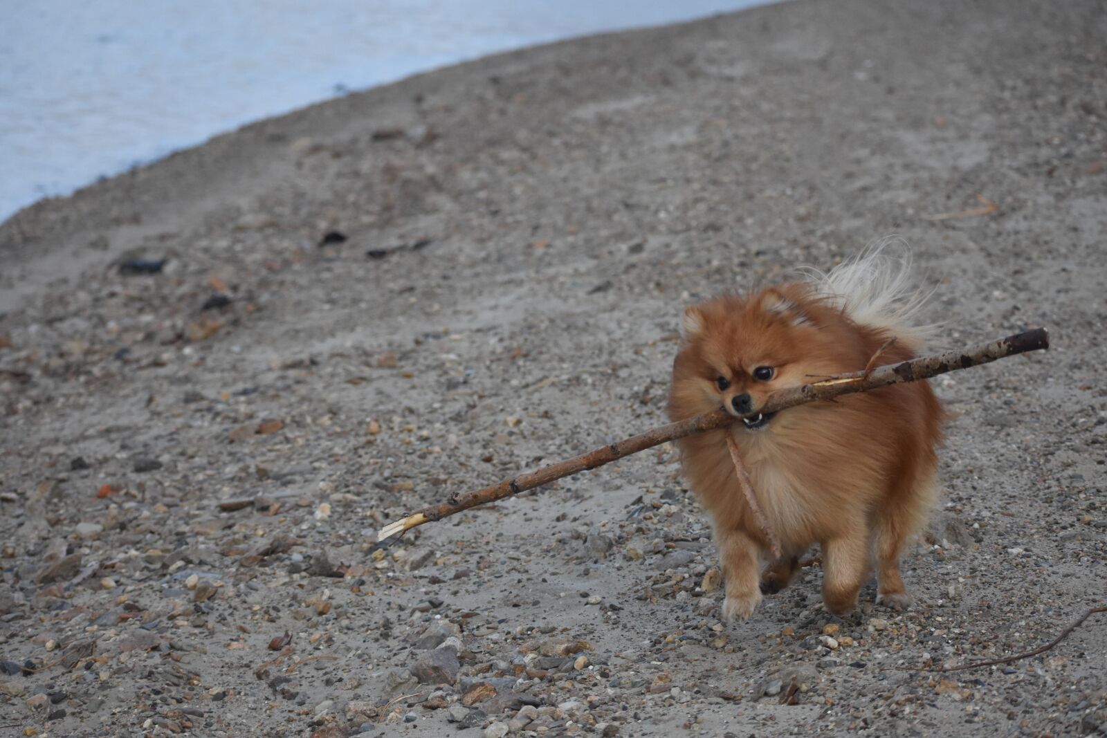 Nikon D3400 sample photo. Dog, plays, stick photography