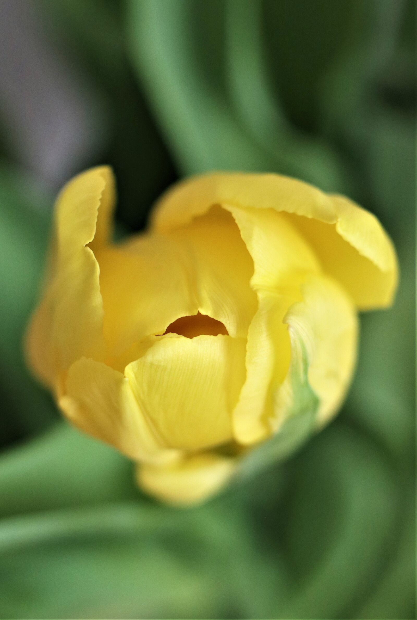 Canon EOS M6 sample photo. Flower, tulip, spring photography