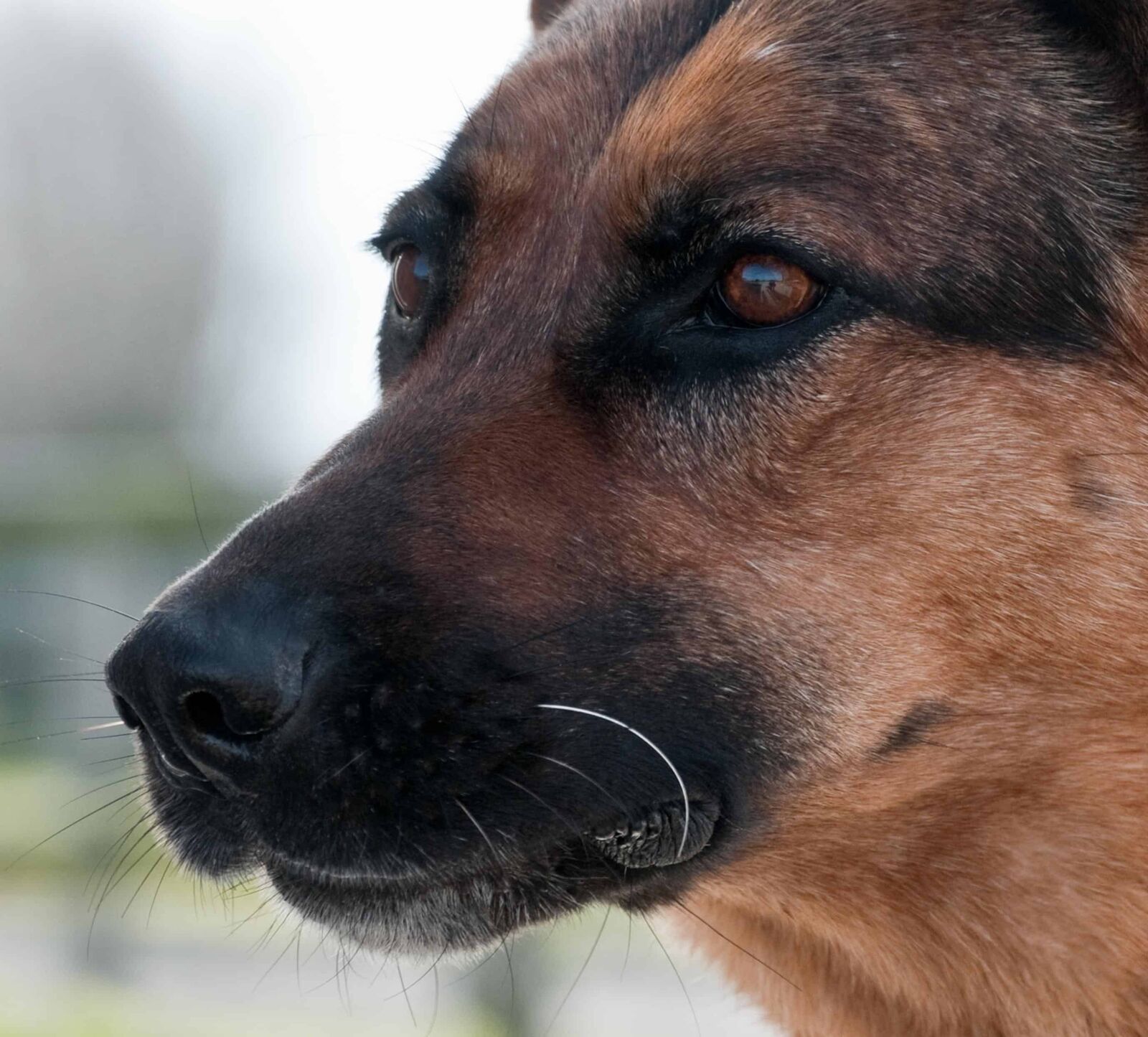 Nikon D300 sample photo. Eye, animal pet, head photography